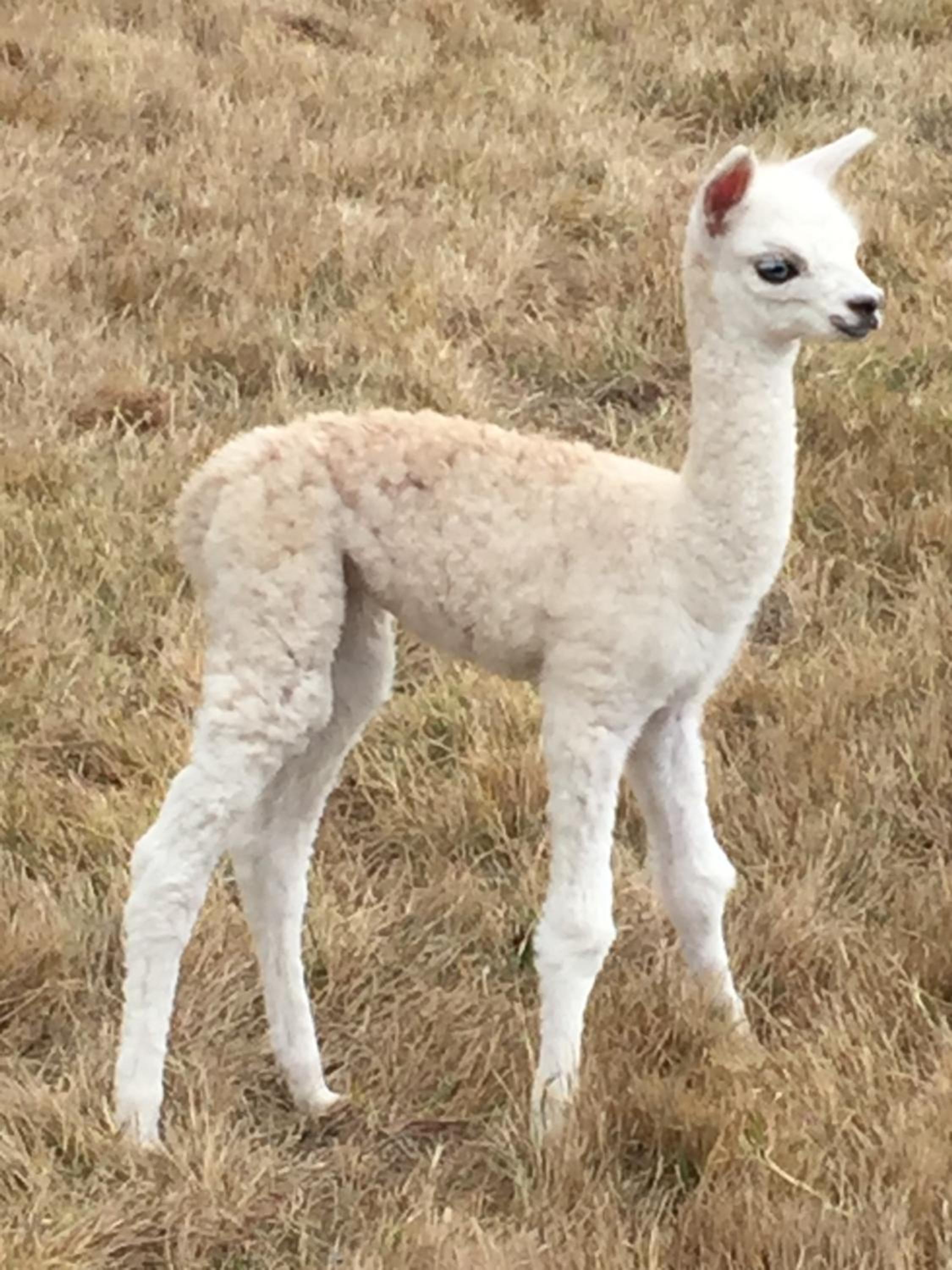 Raynella Alpaca Farmstay