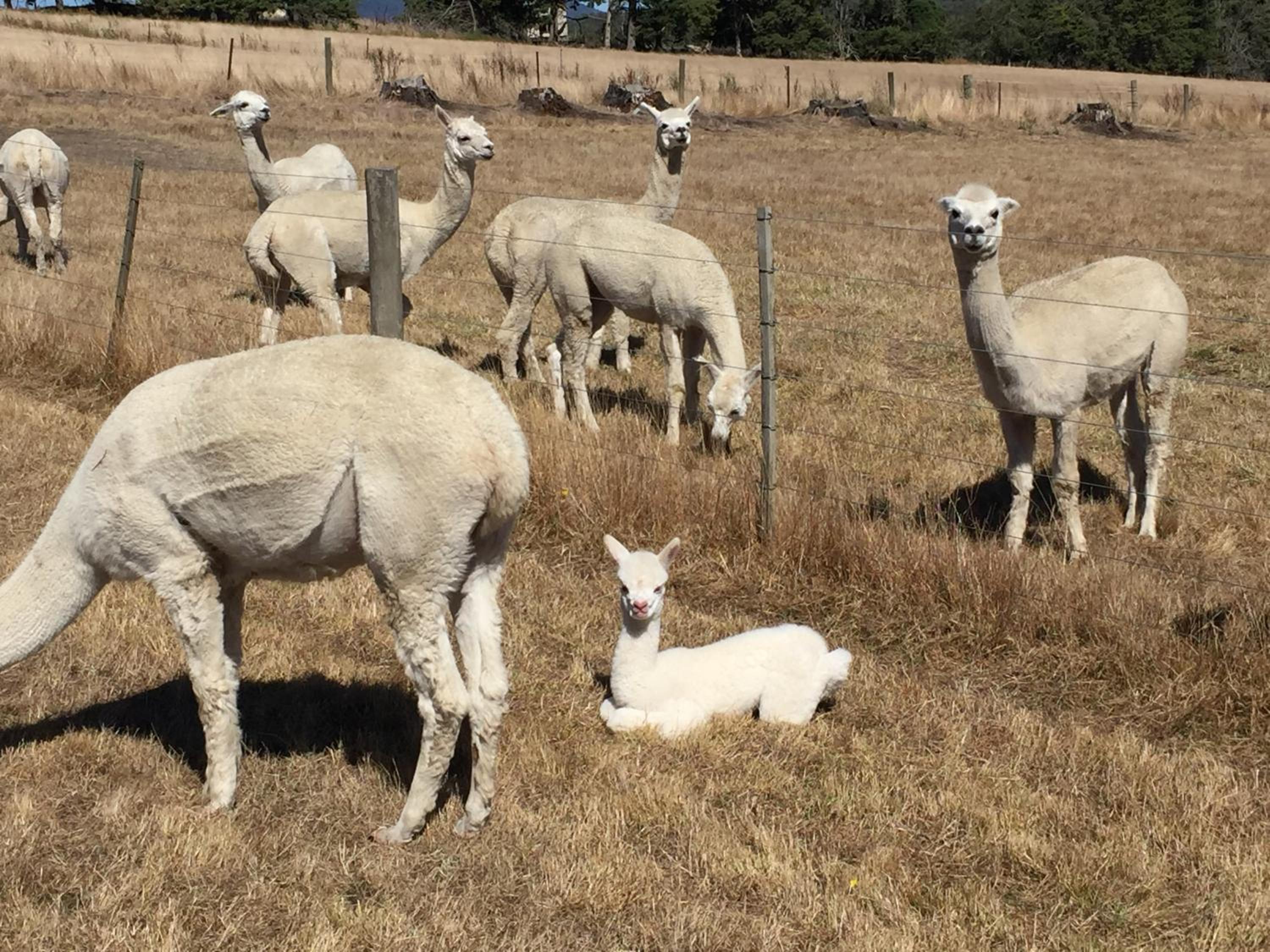 Raynella Alpaca Farmstay