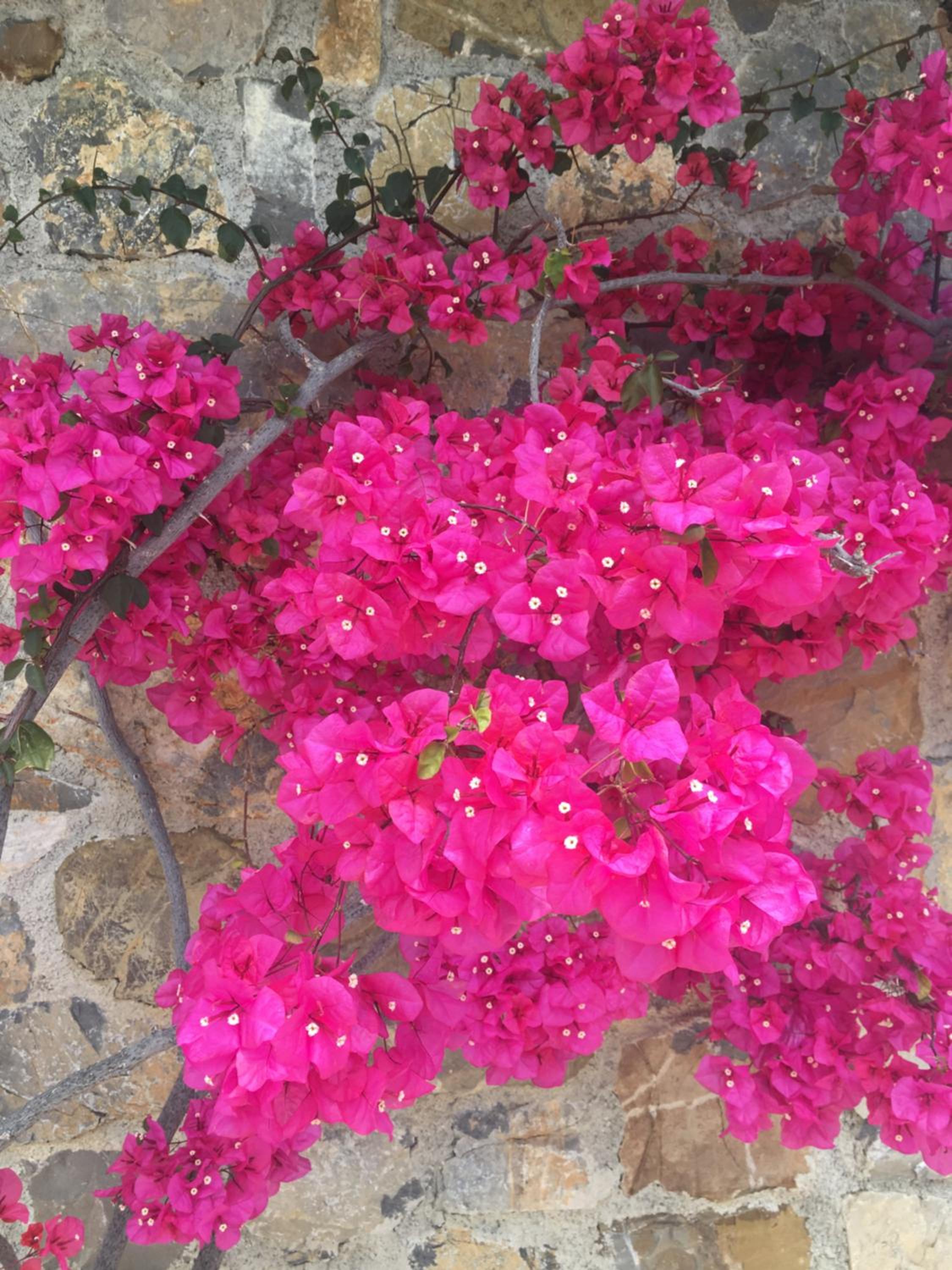 Photo 42