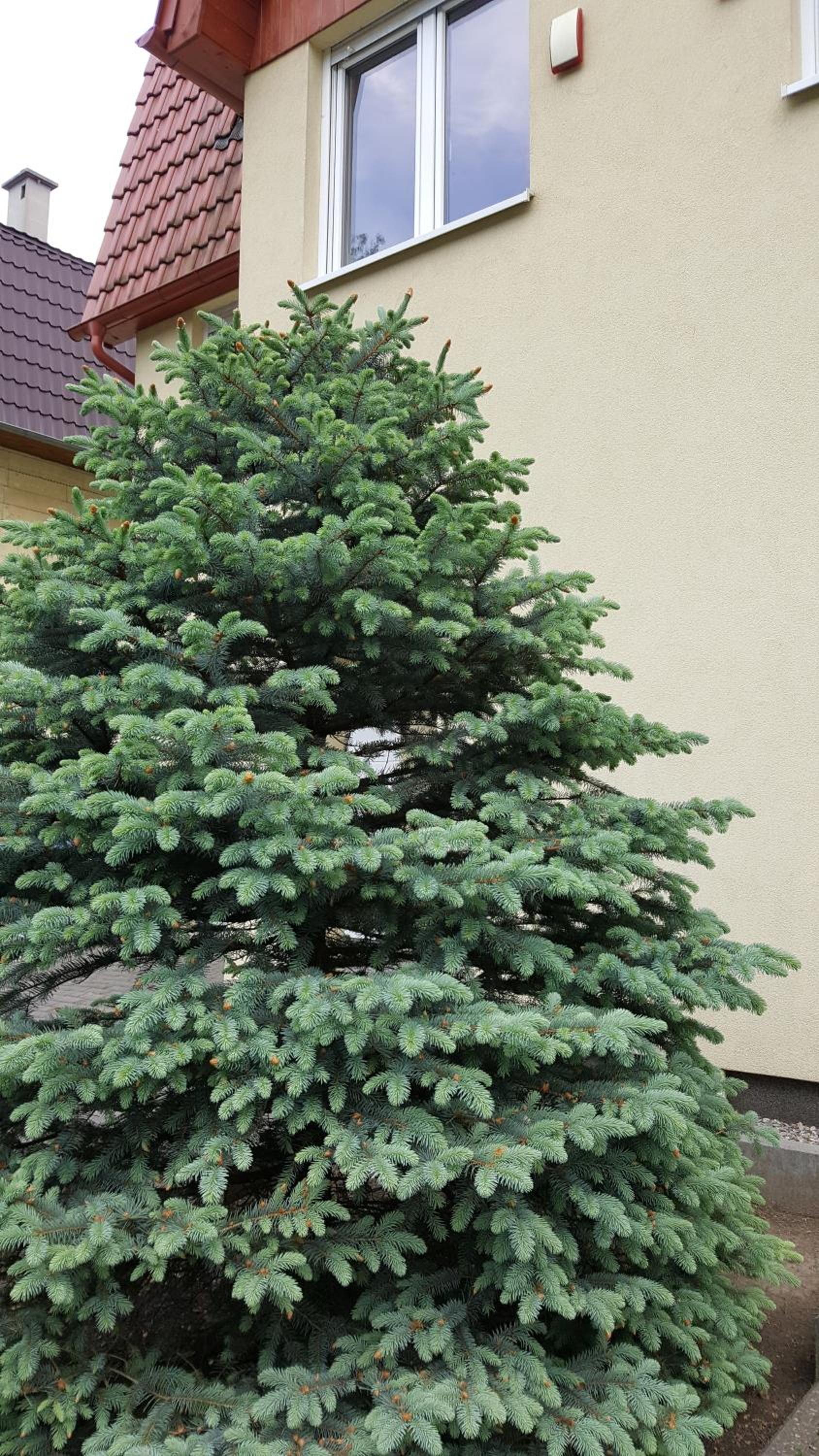 Apartament rodzinny z ogrodem - Bliżej Zdroju view 4
