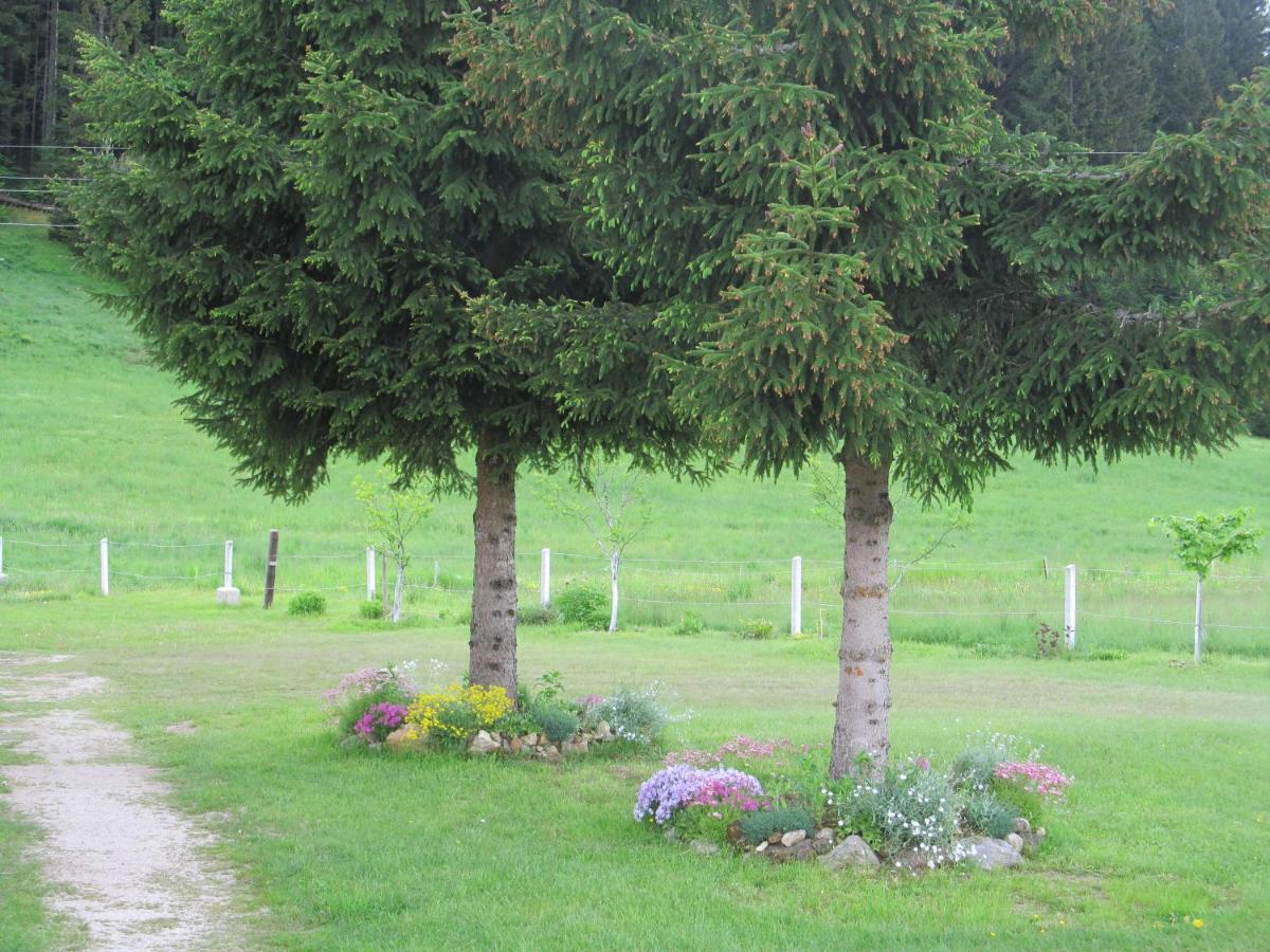 Photo 45
