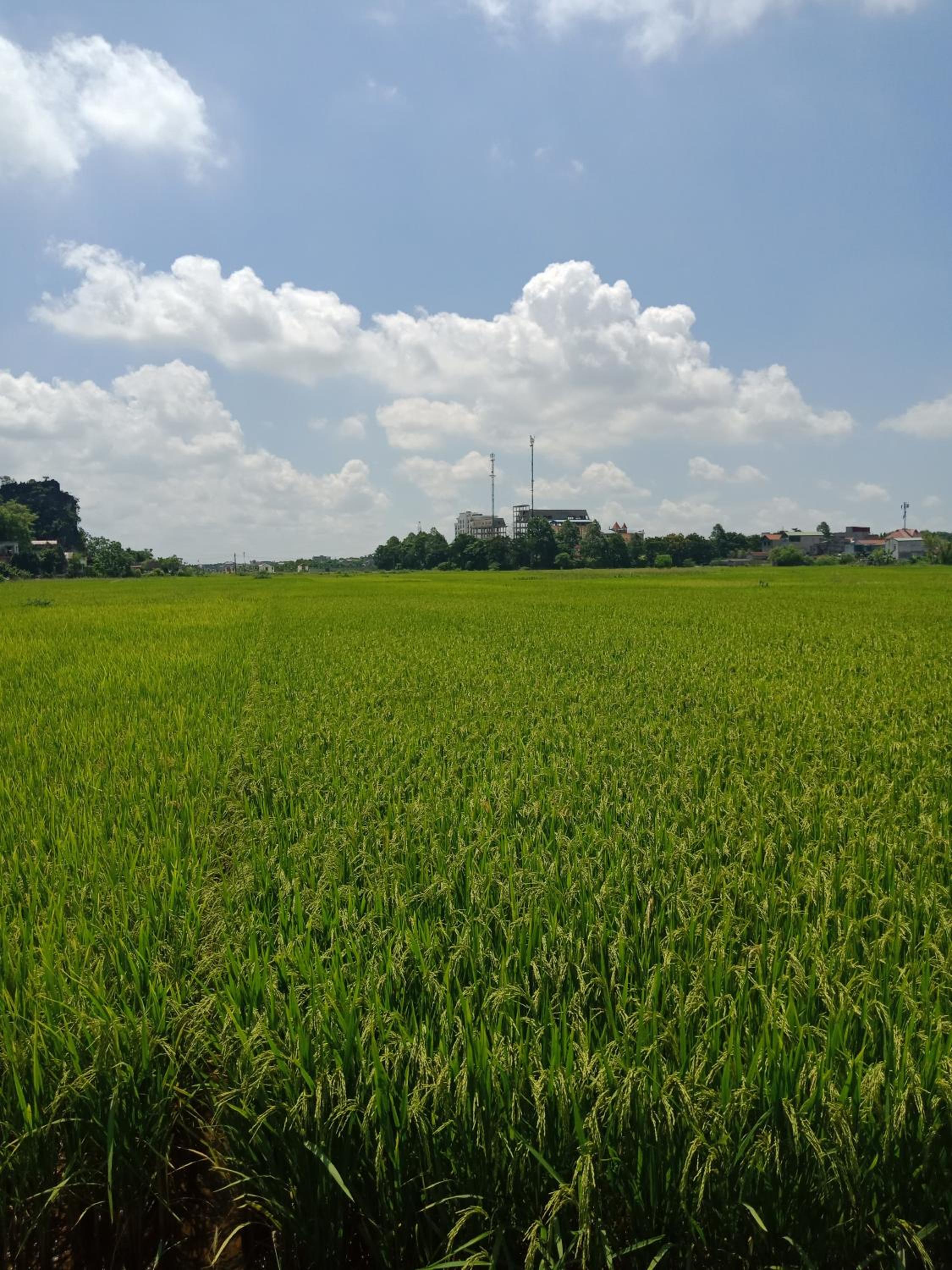 Tam Coc Valley Bungalow