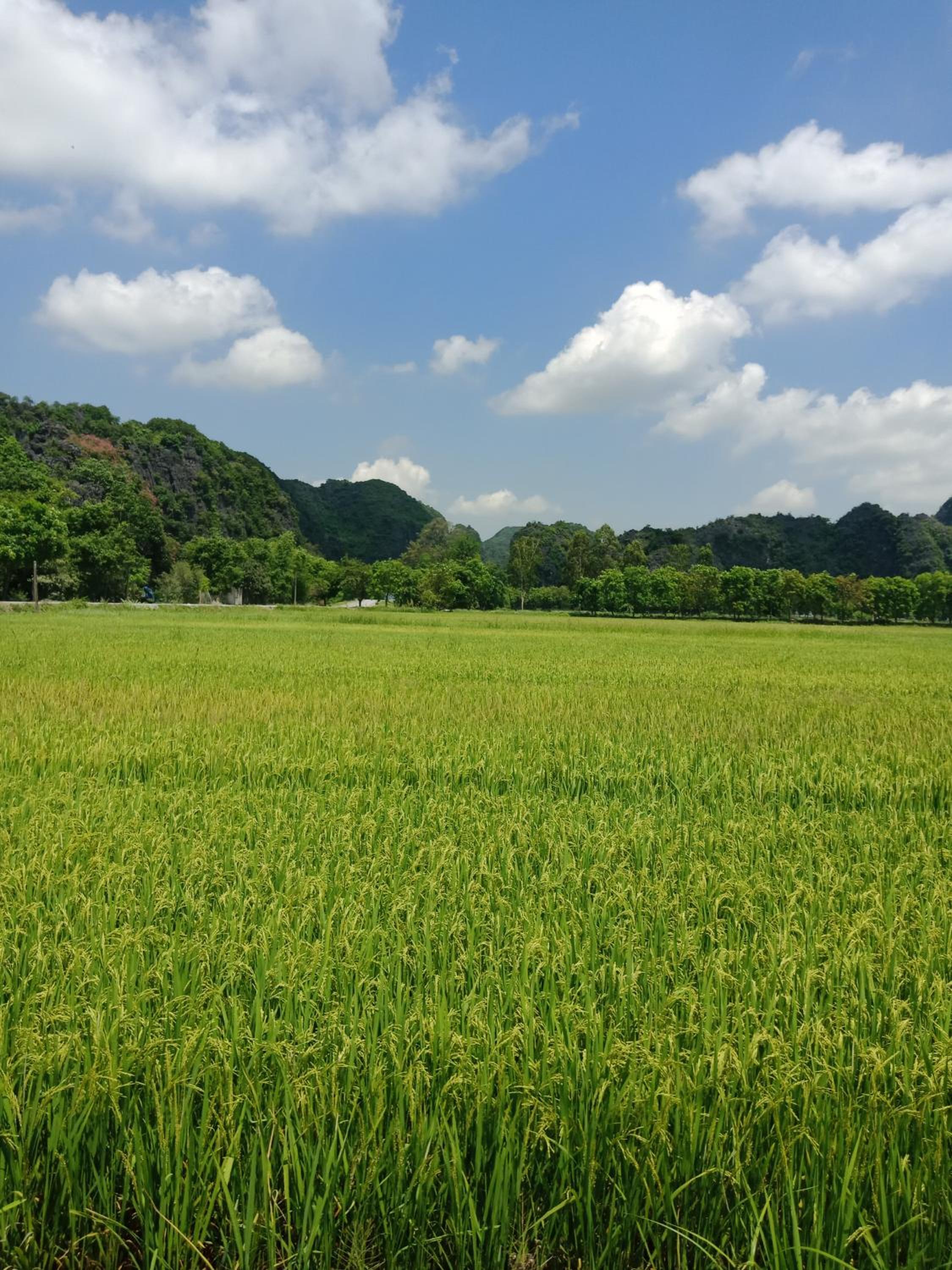 Tam Coc Valley Bungalow