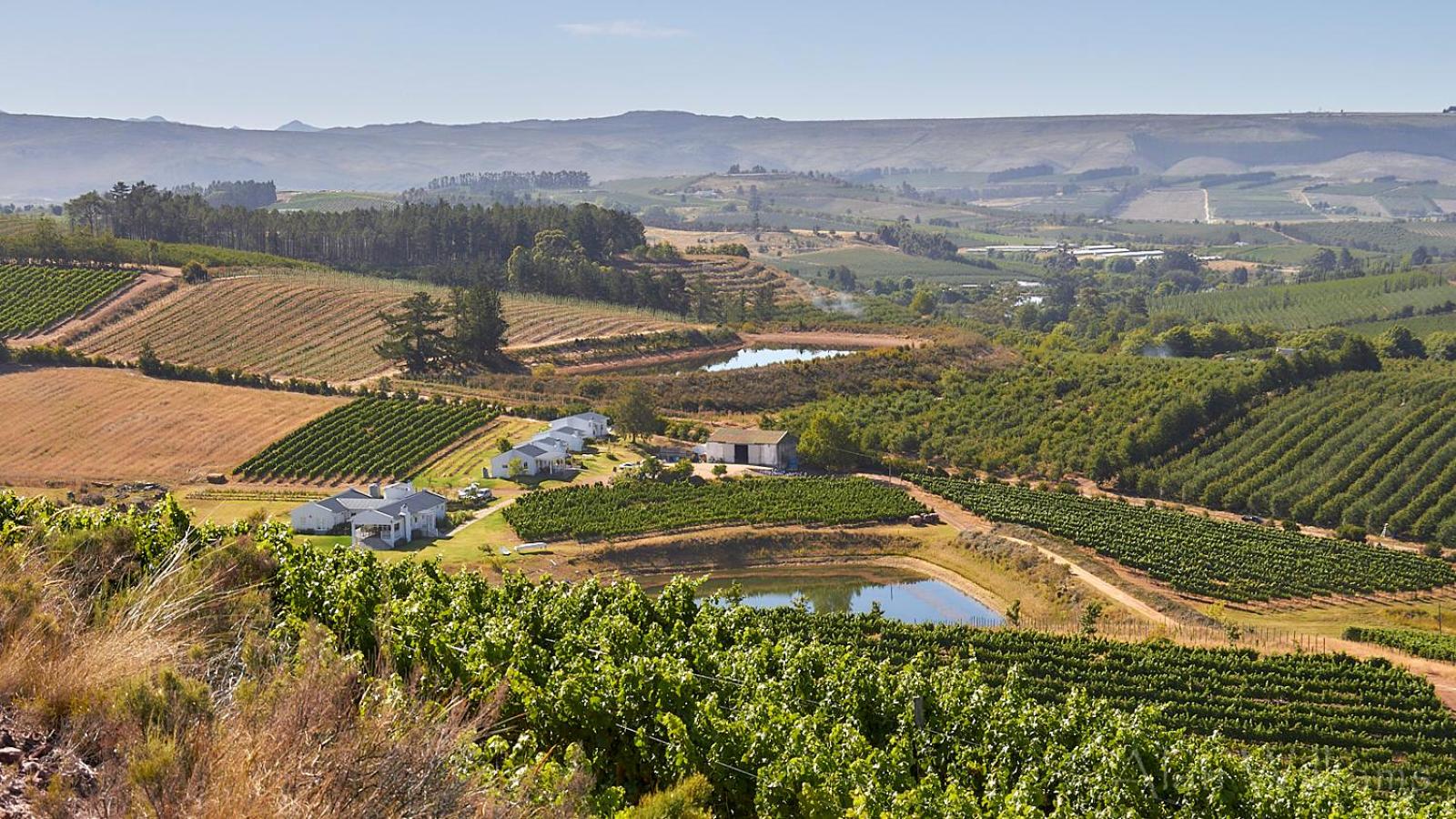 Paul Wallace Wines & Cottages