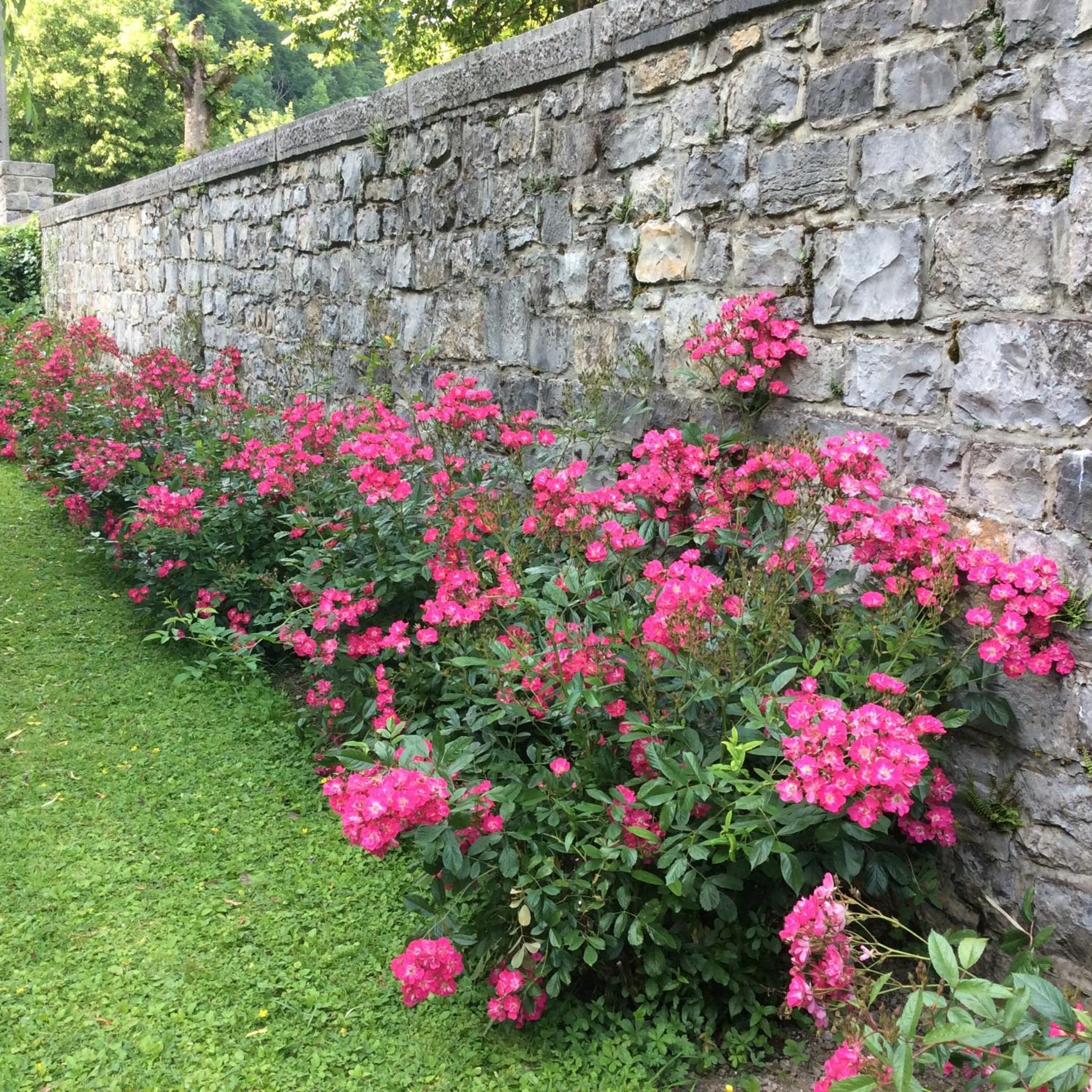 La Villa des Roses view 2