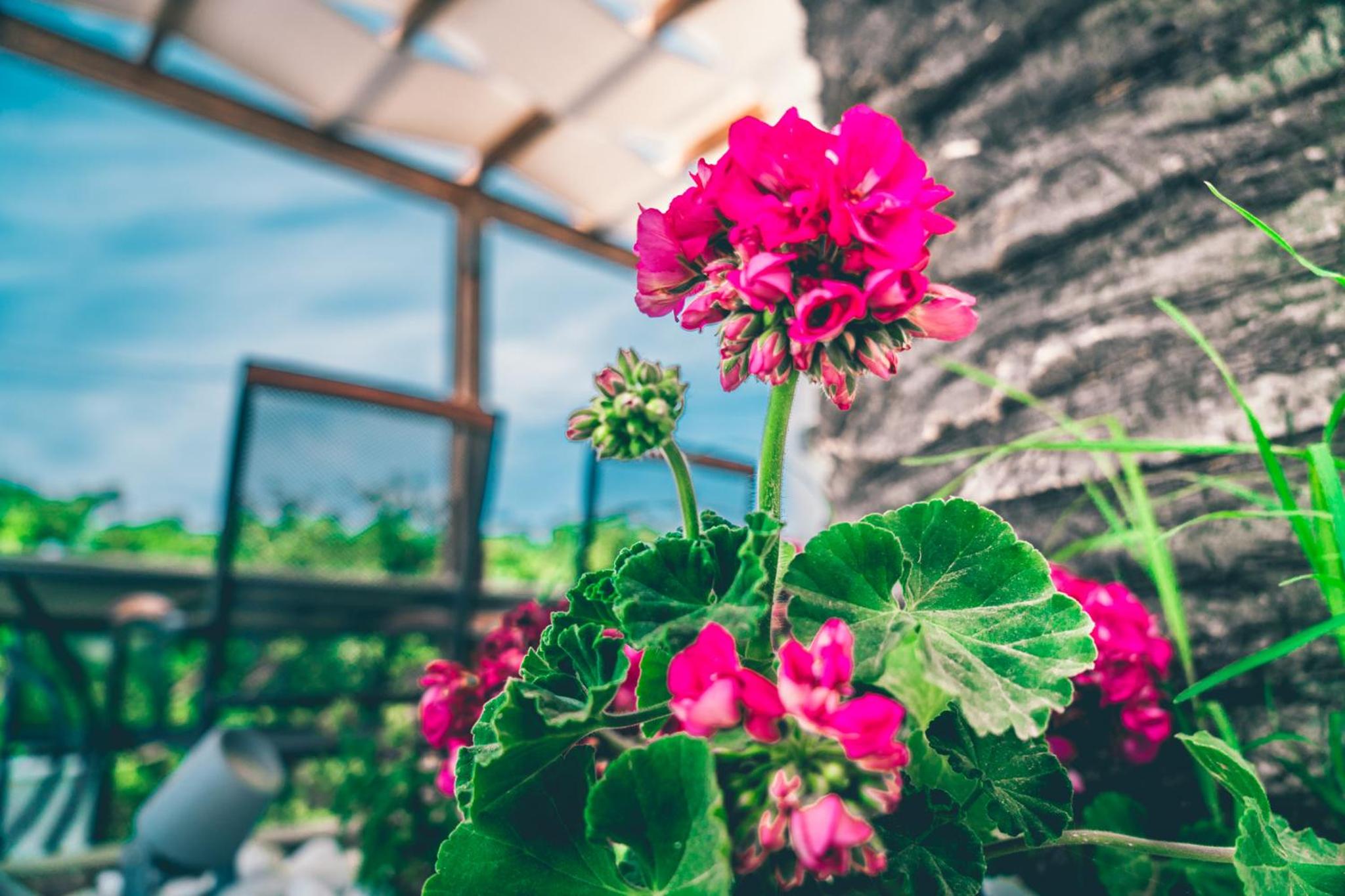 Morfeas Hotel photo 3