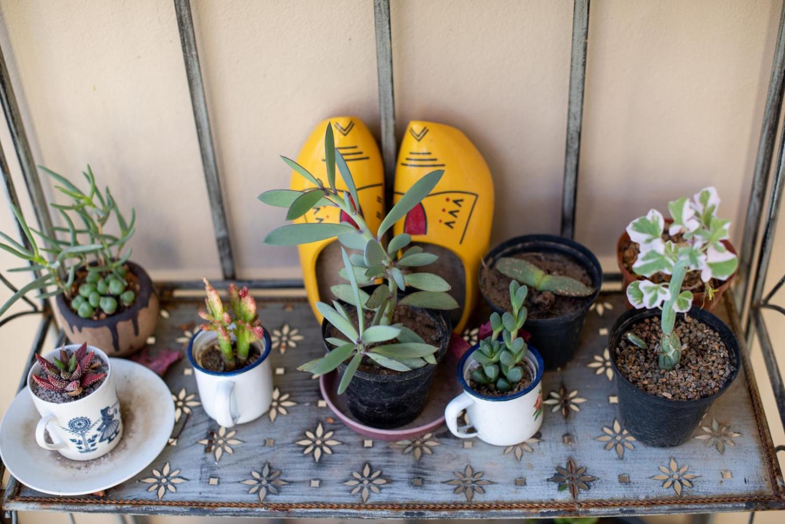 African Tulip Guesthouse