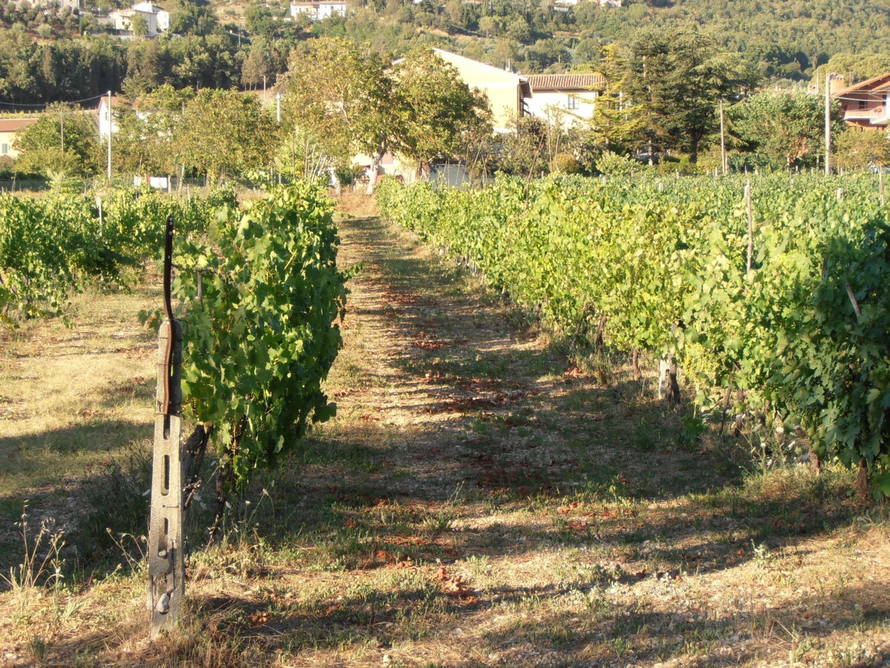 Agriturismo Ponte Di Riocchio