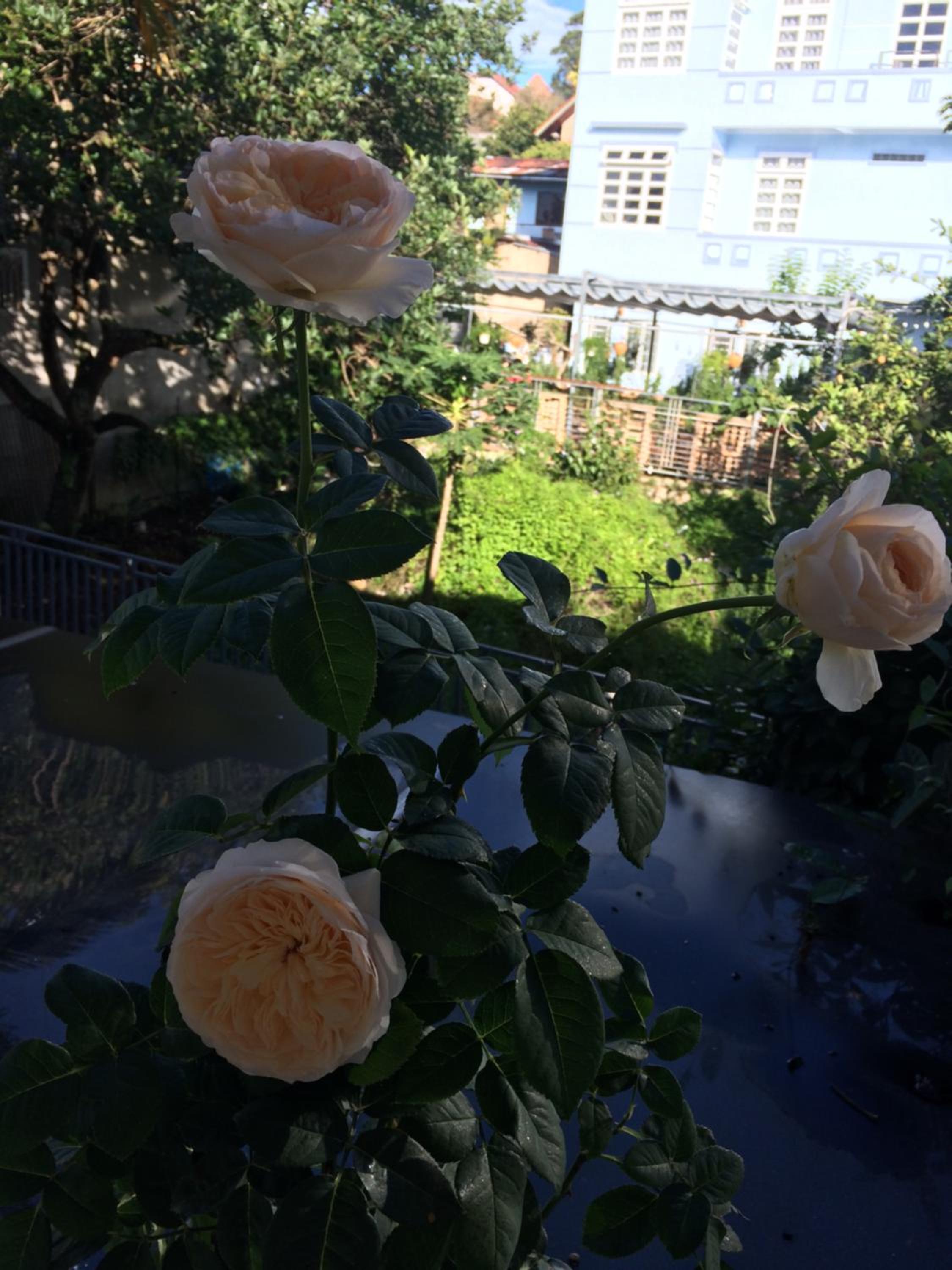 Photo 46