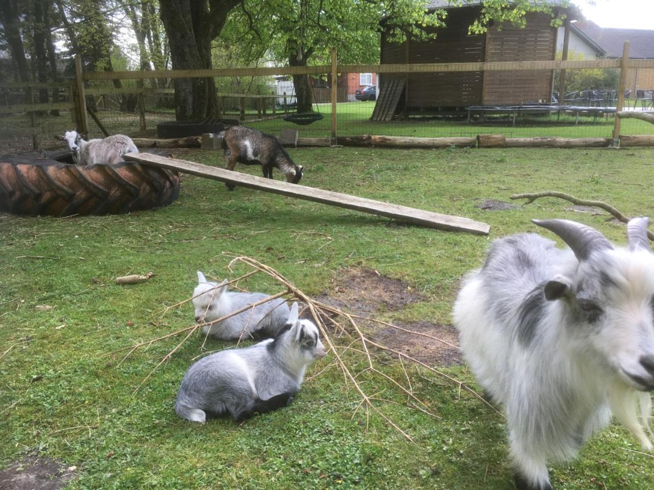Hestkær Family Rooms Summer Camp