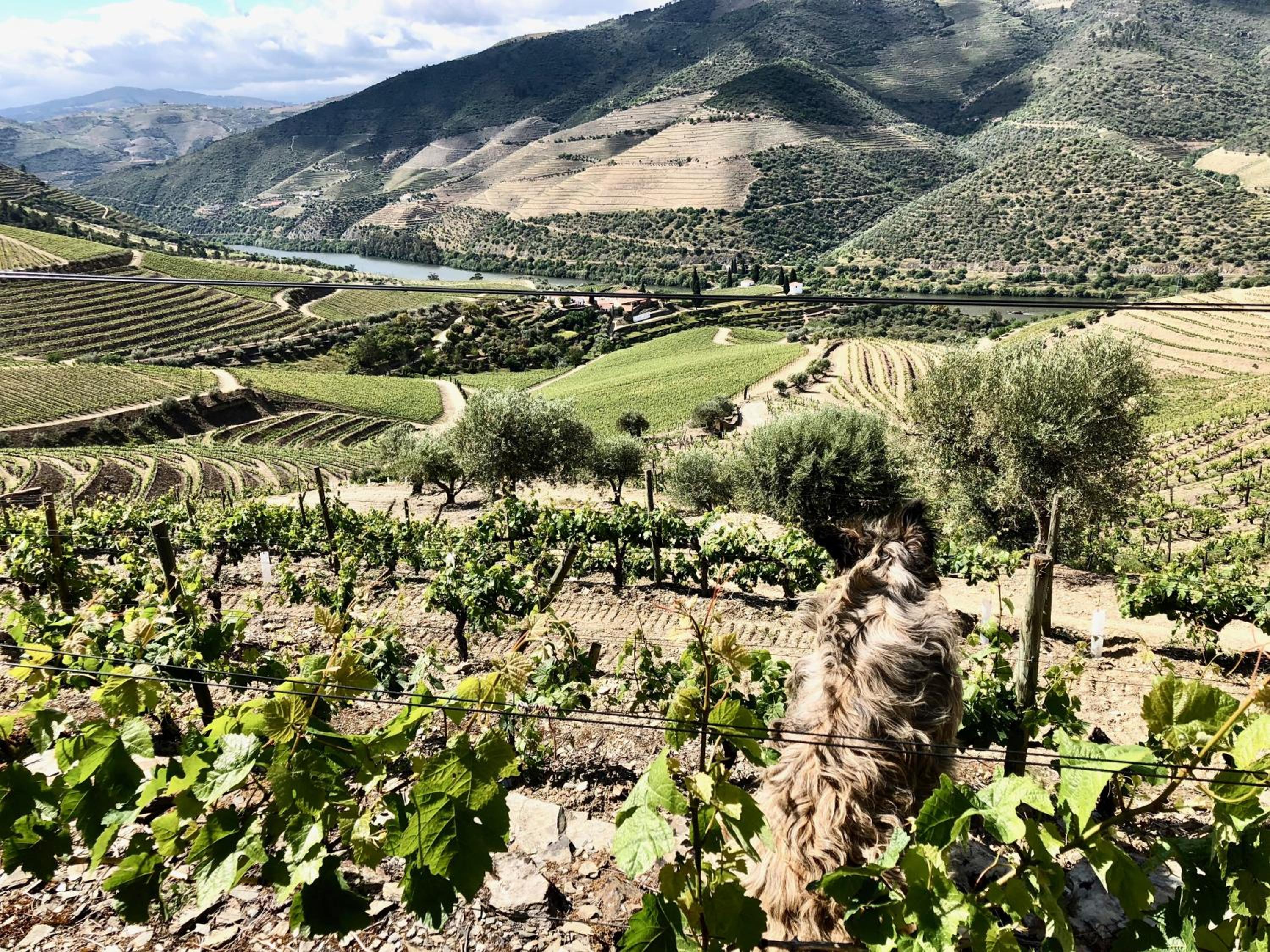 Quinta da Gricha