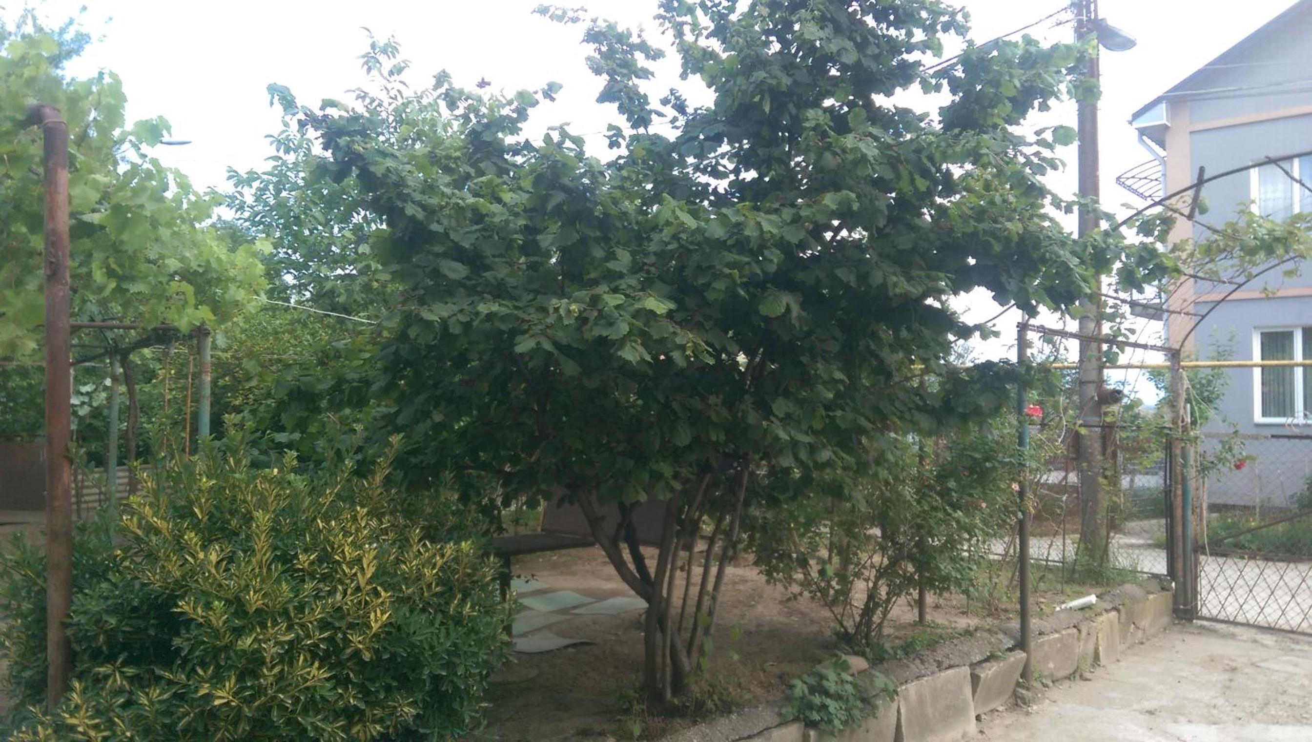 Photo 41