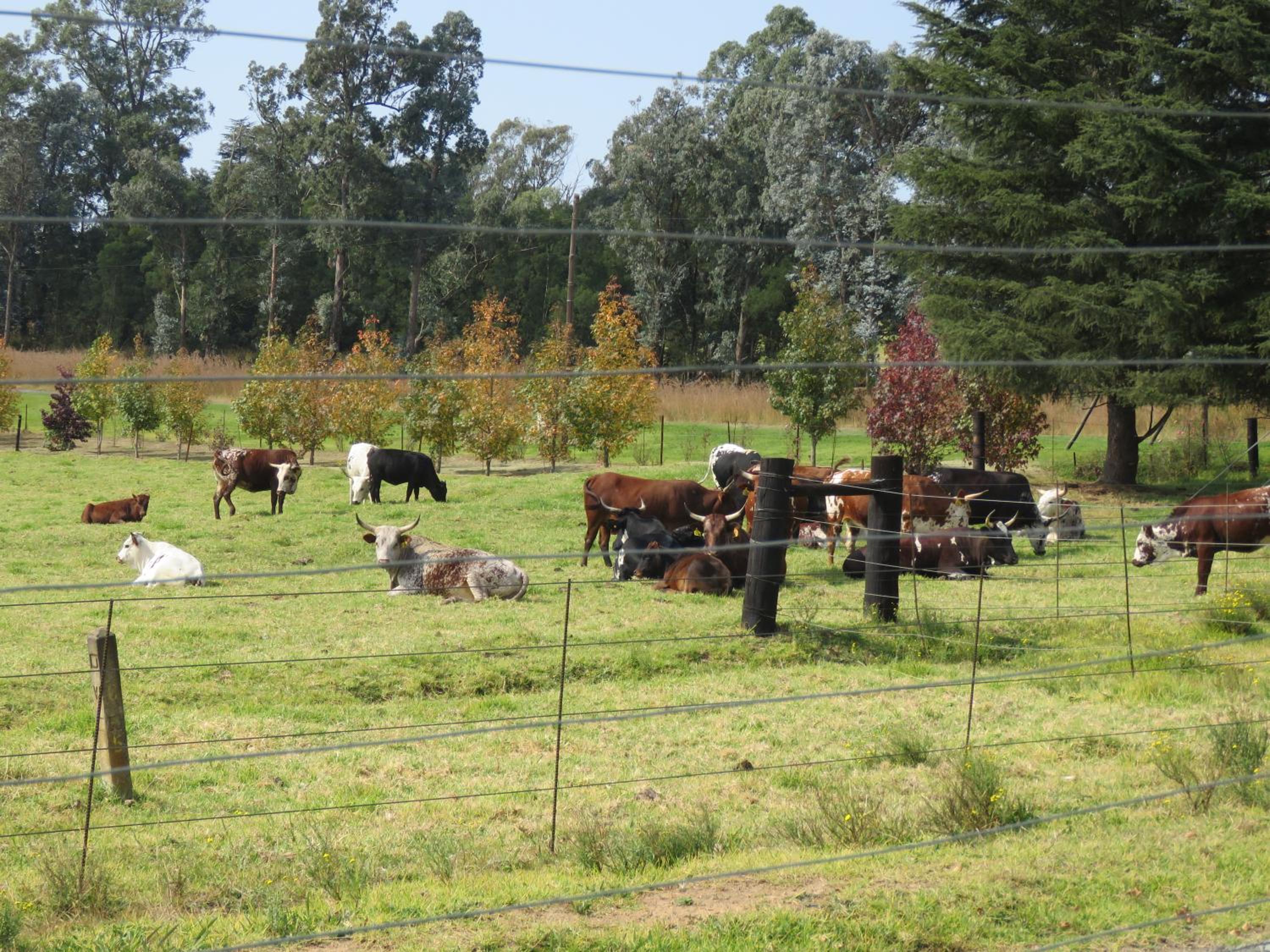 Dunroamin Bed and Breakfast view 5