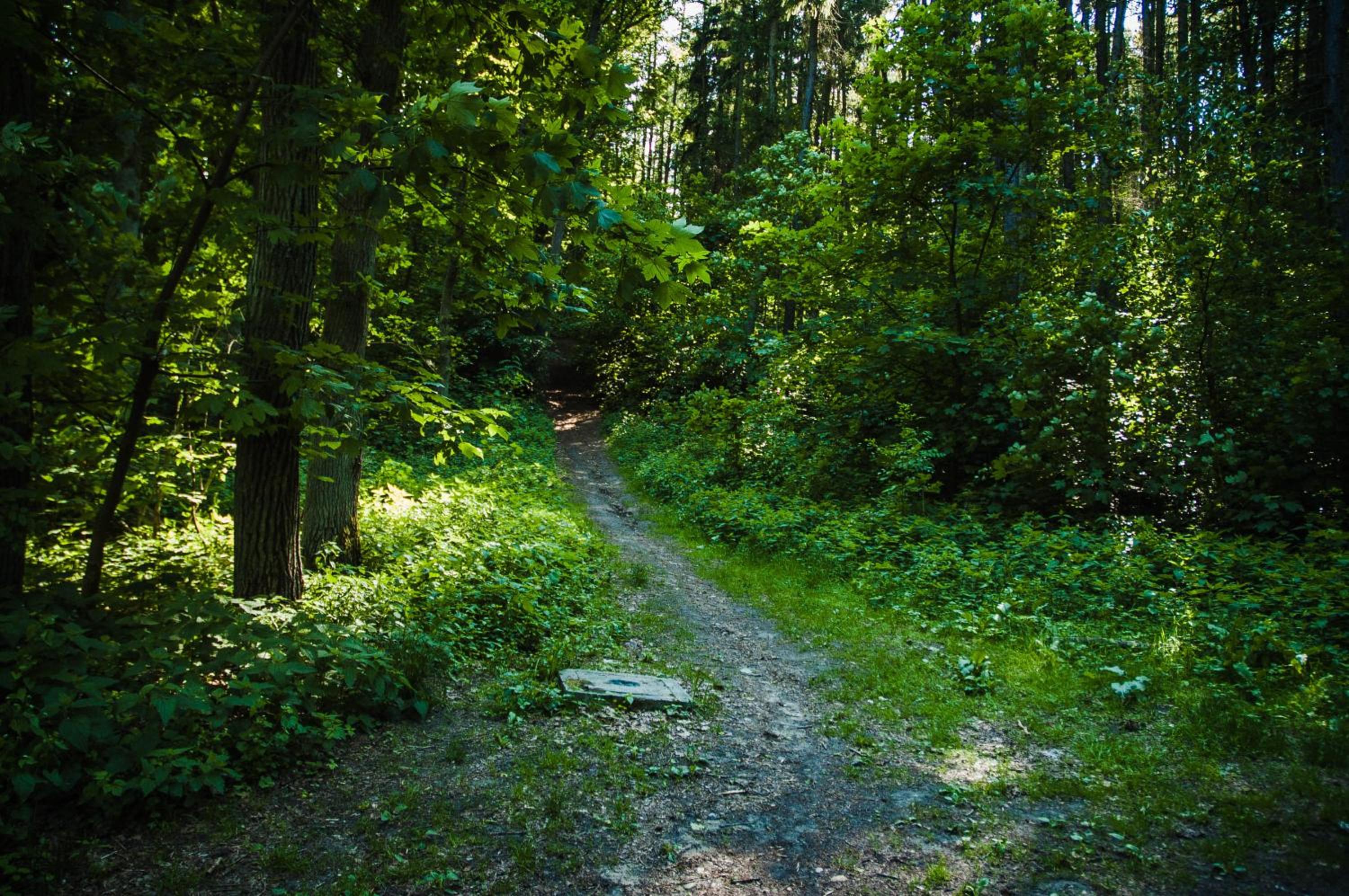 Photo 43