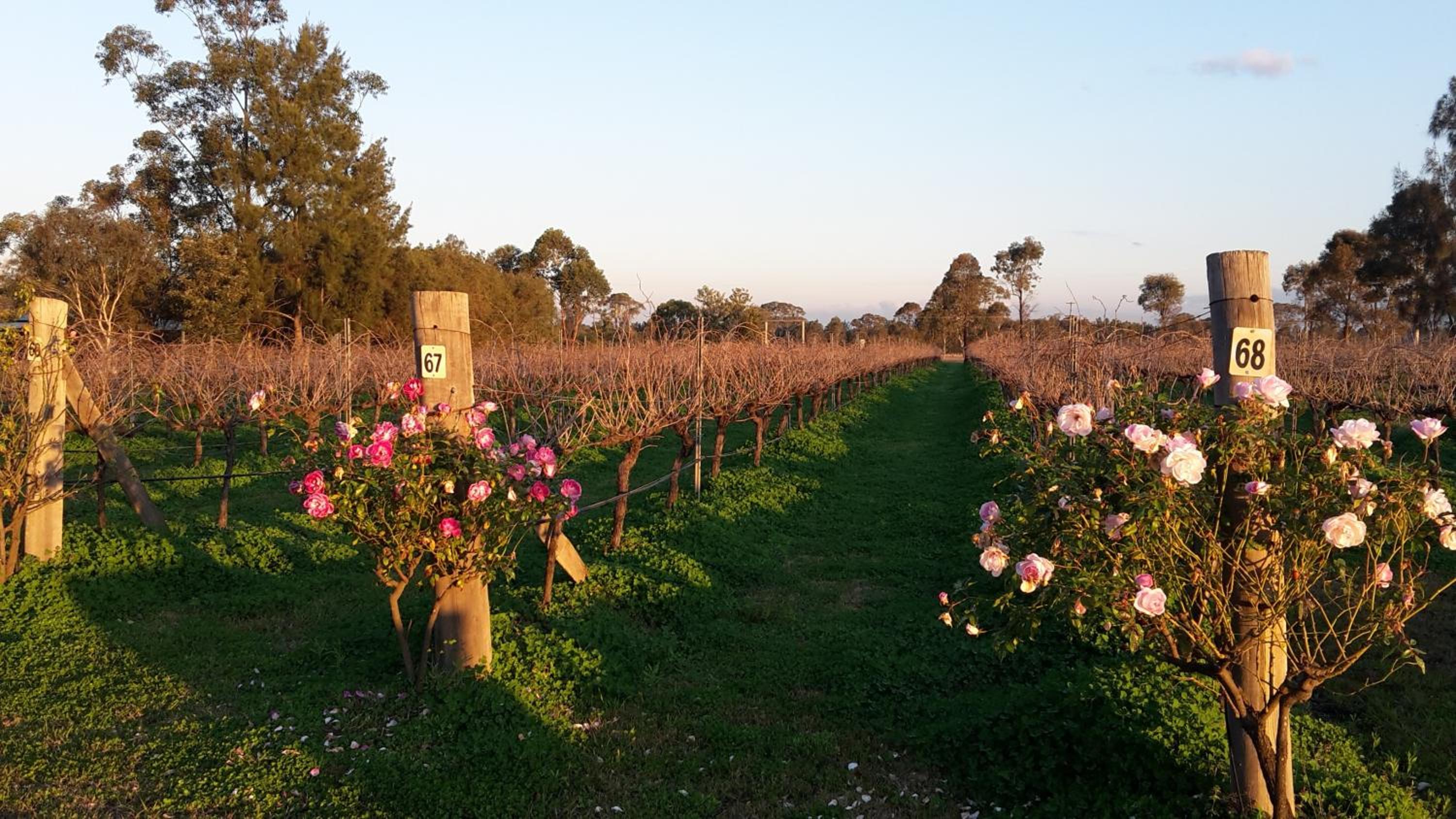 Emma's Cottage Vineyard
