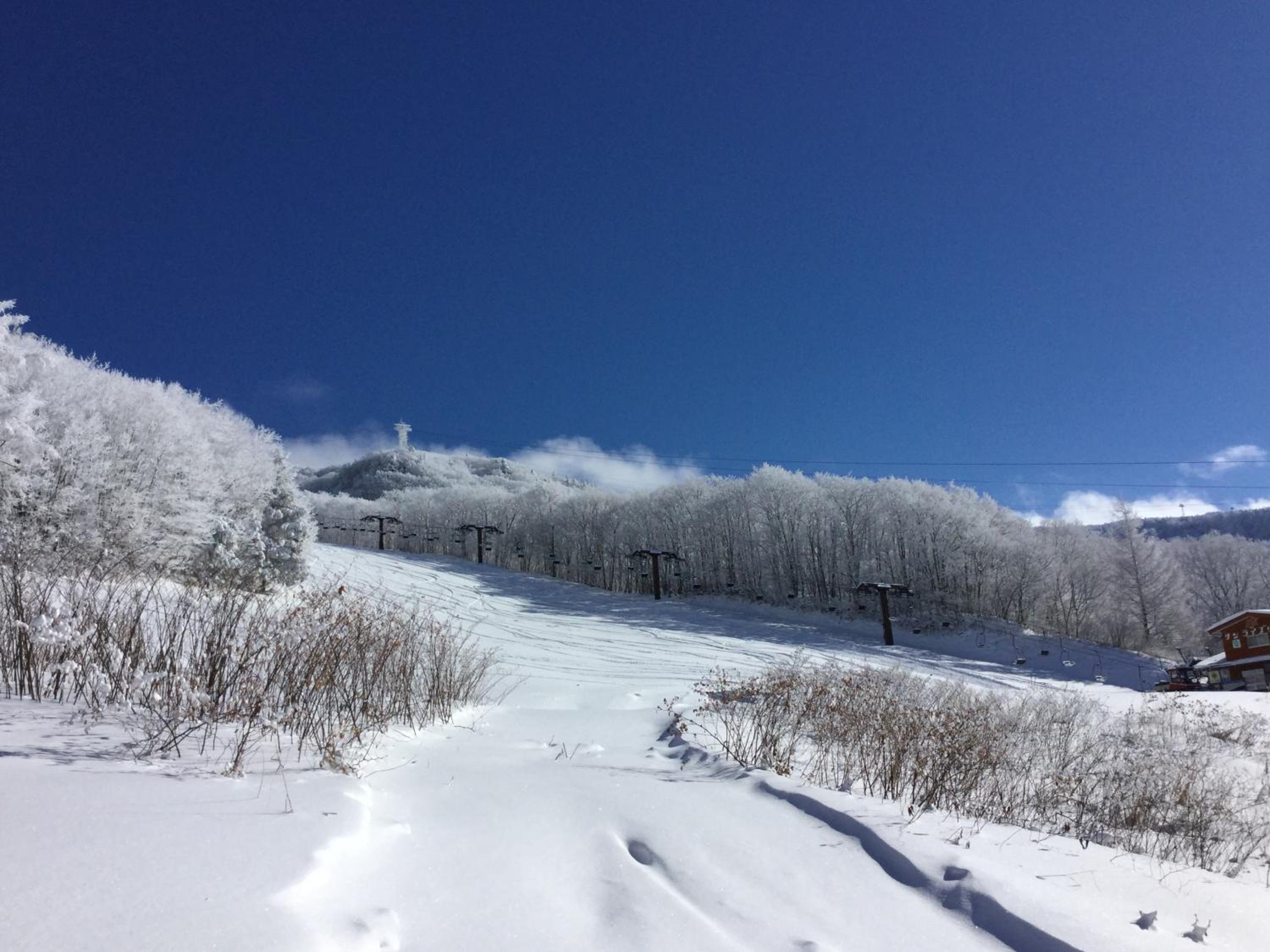 Lodge Christmas Rose Zao