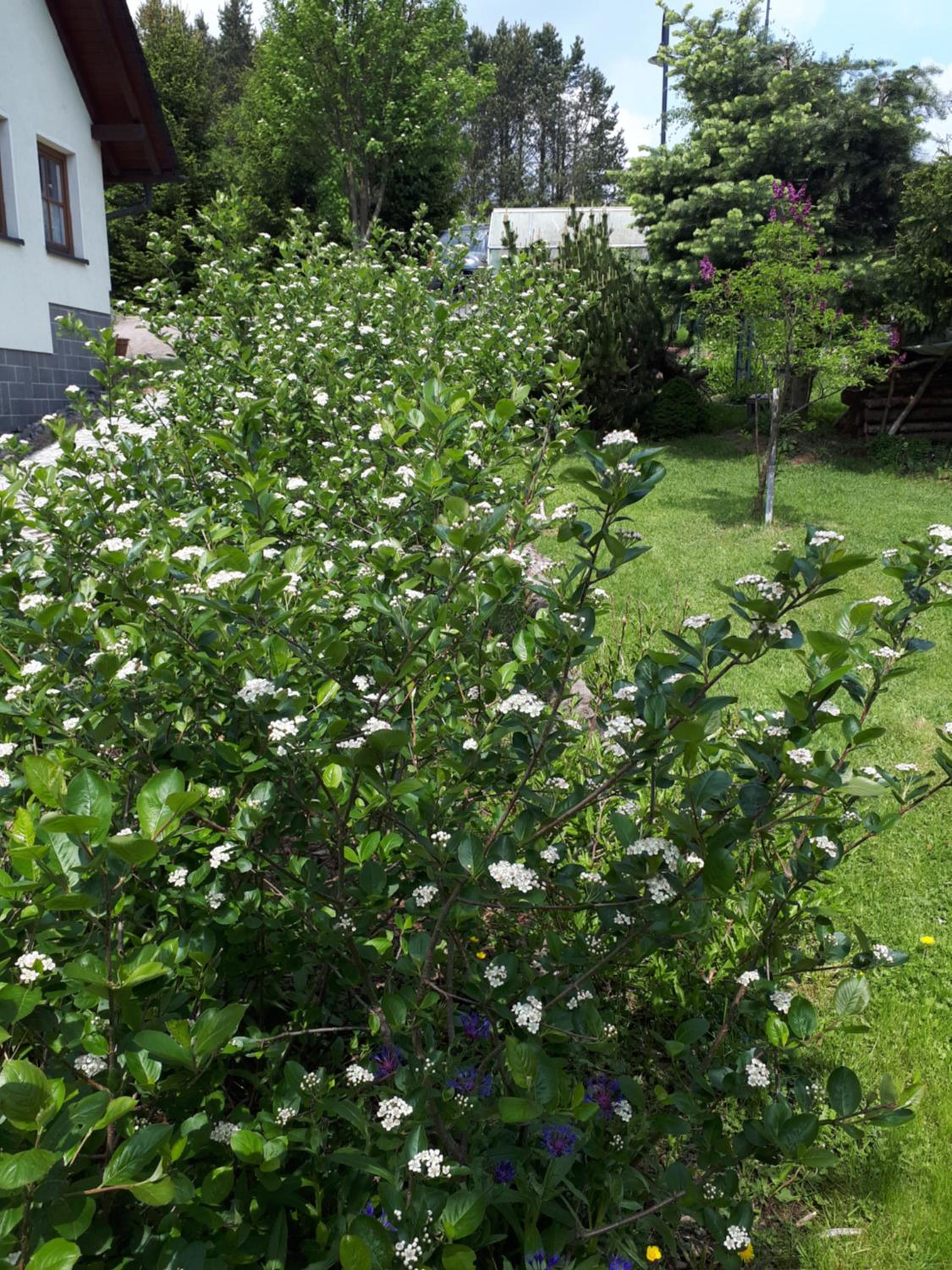 Ferienwohnung Aronia Garten