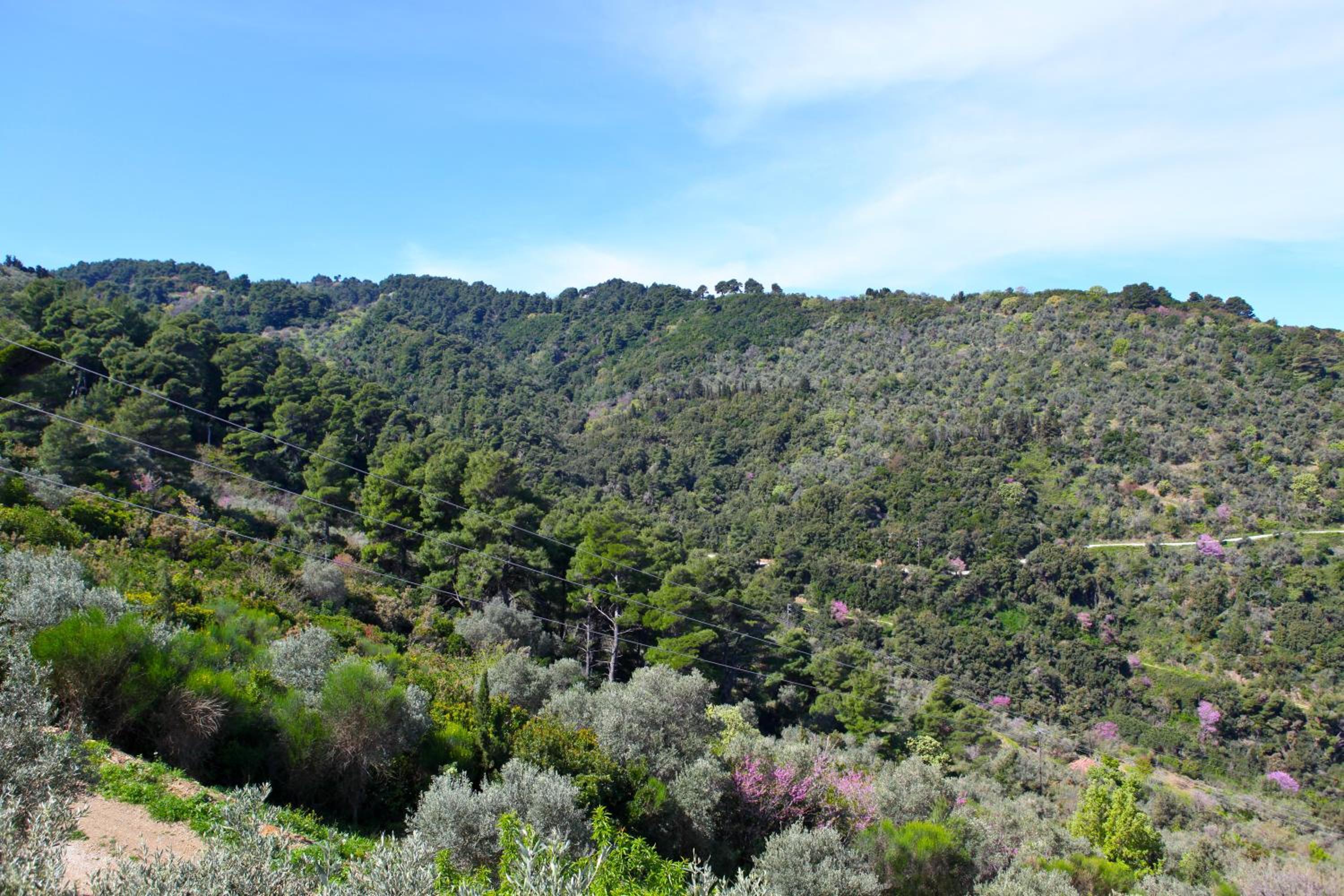 Villa Rose