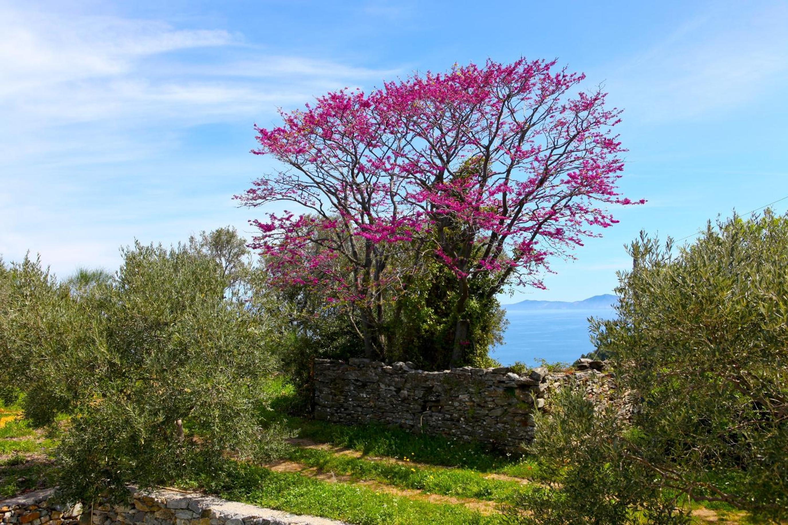 Villa Rose