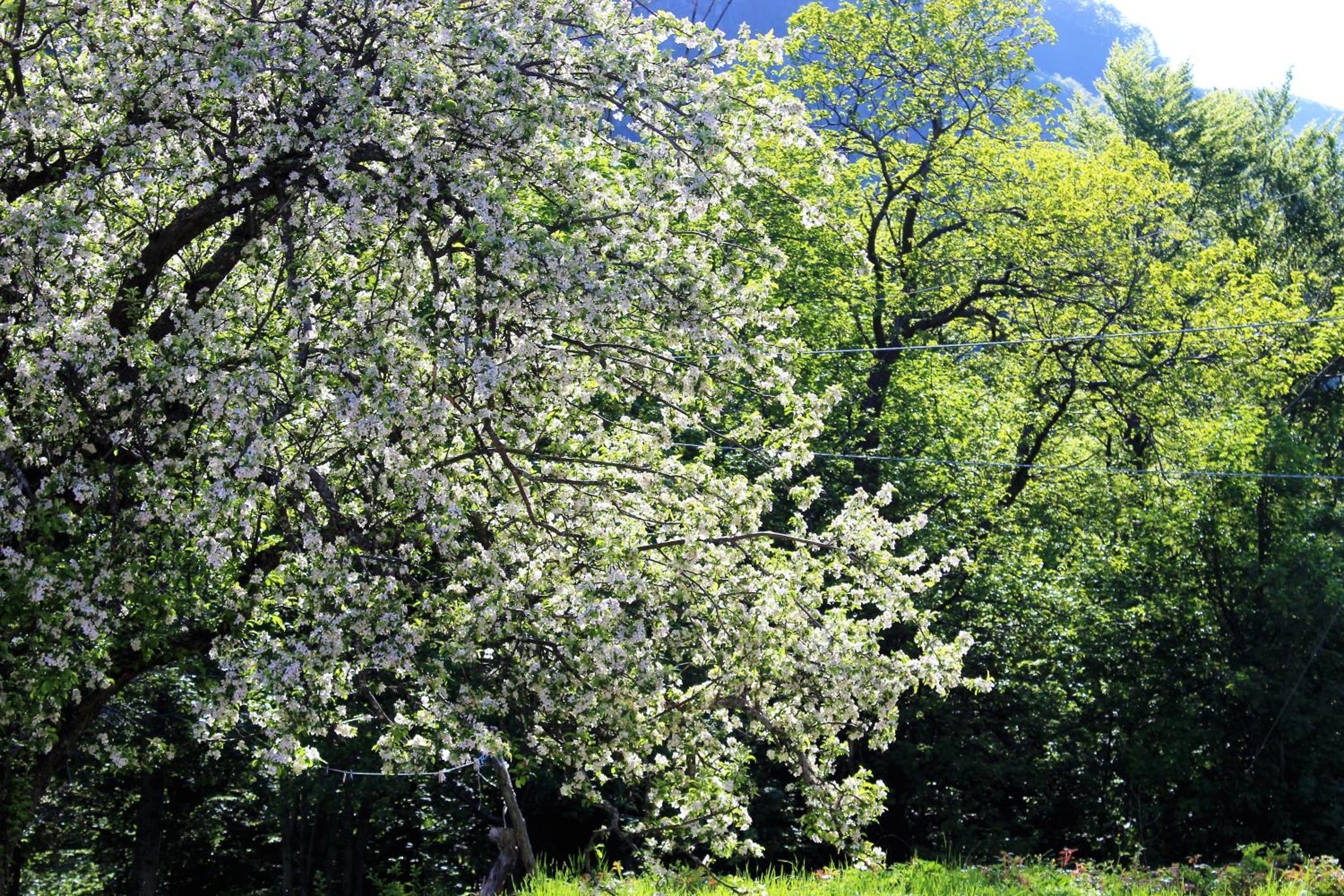 Photo 40