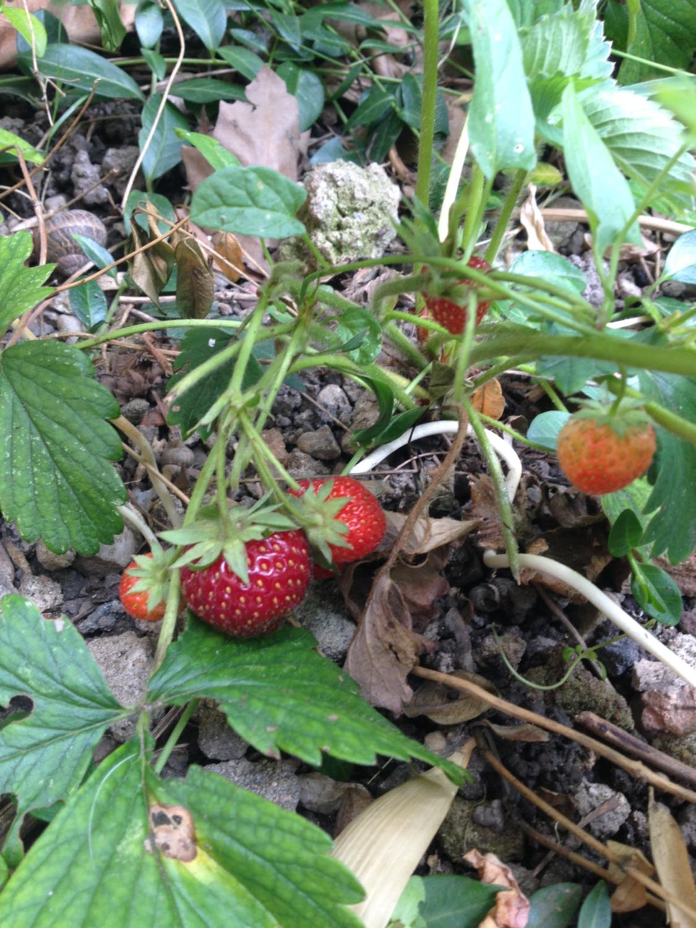 Photo 35