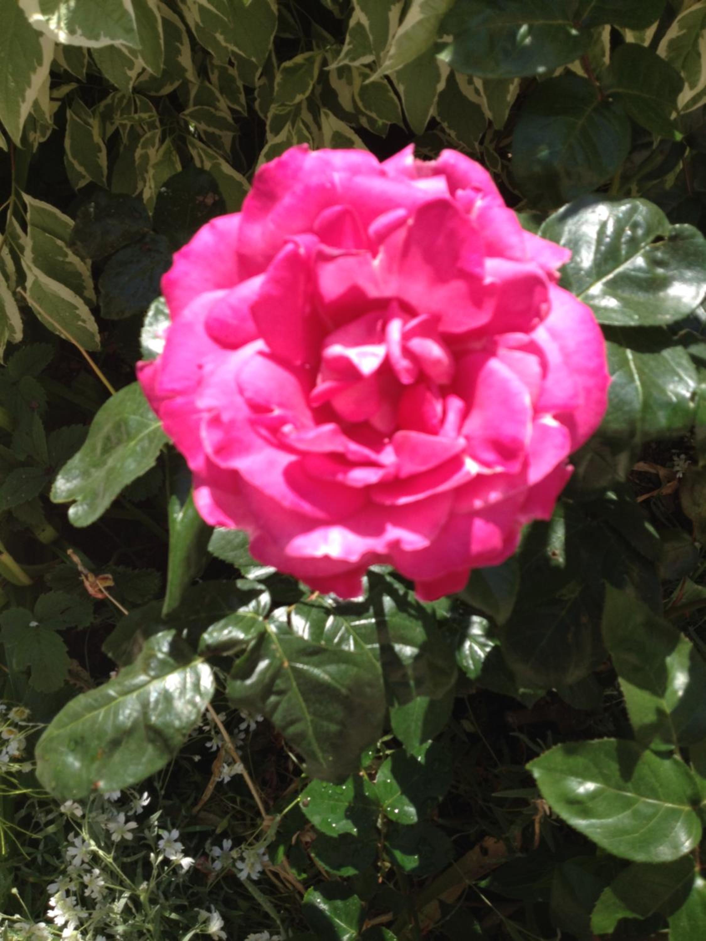 Le Jardin croix Roussien, photo 58