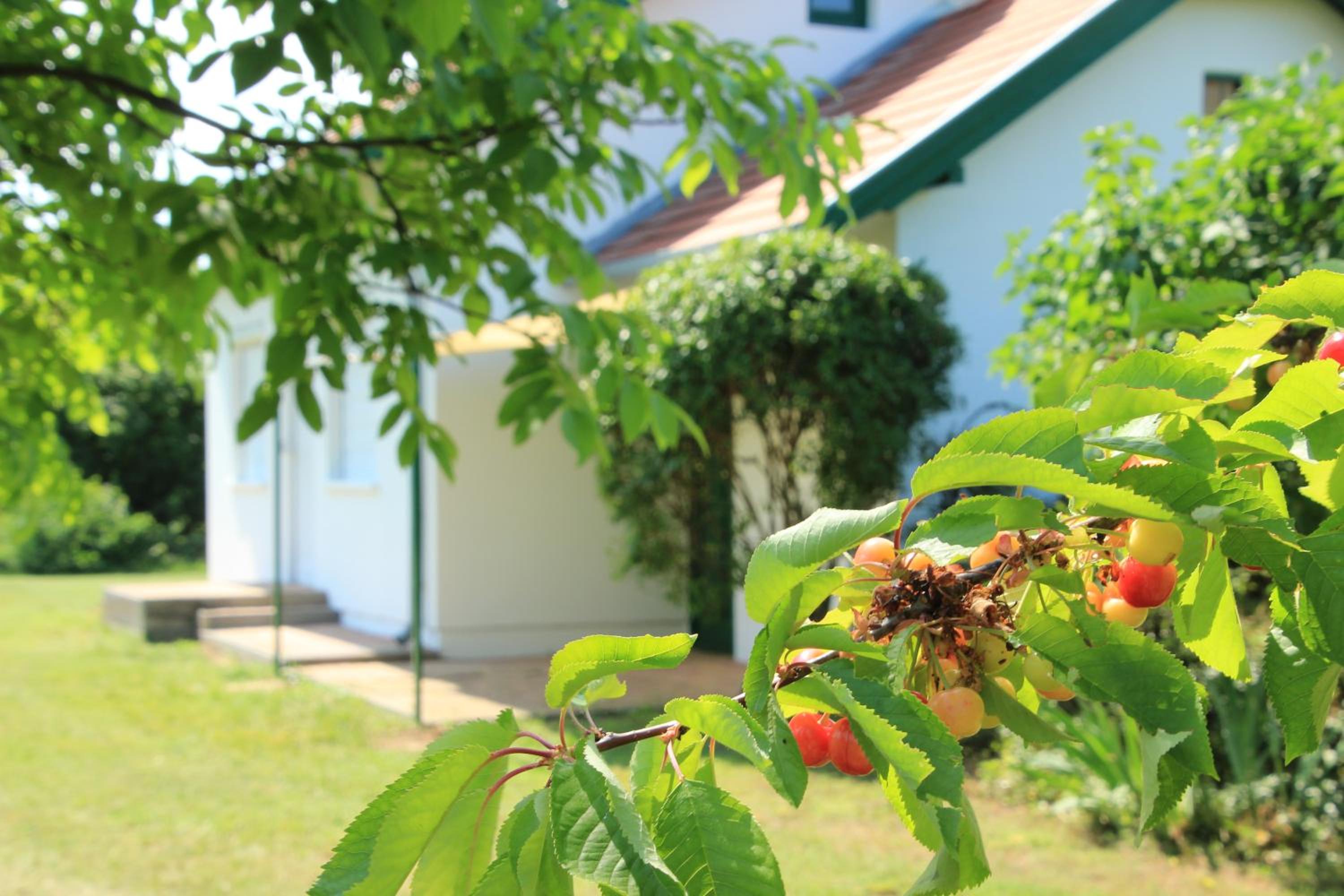 Szőlőhegyi házikó - Cottage in the vineyard view 4
