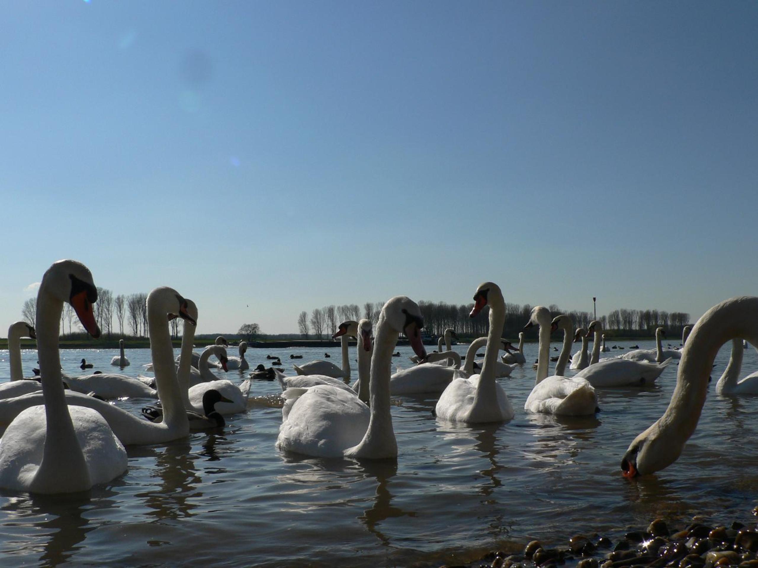 Rhein River Guesthouse - direkt am Rhein