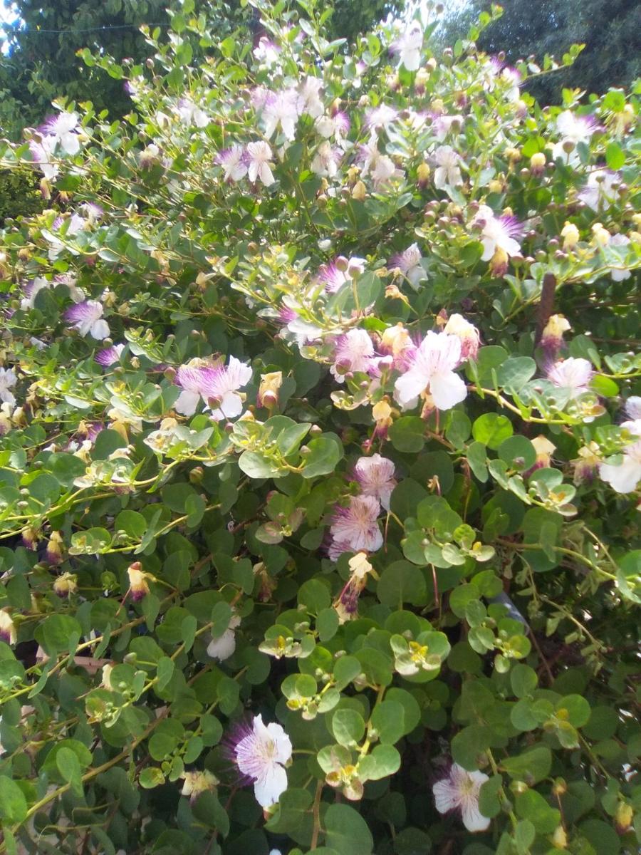 Photo 29
