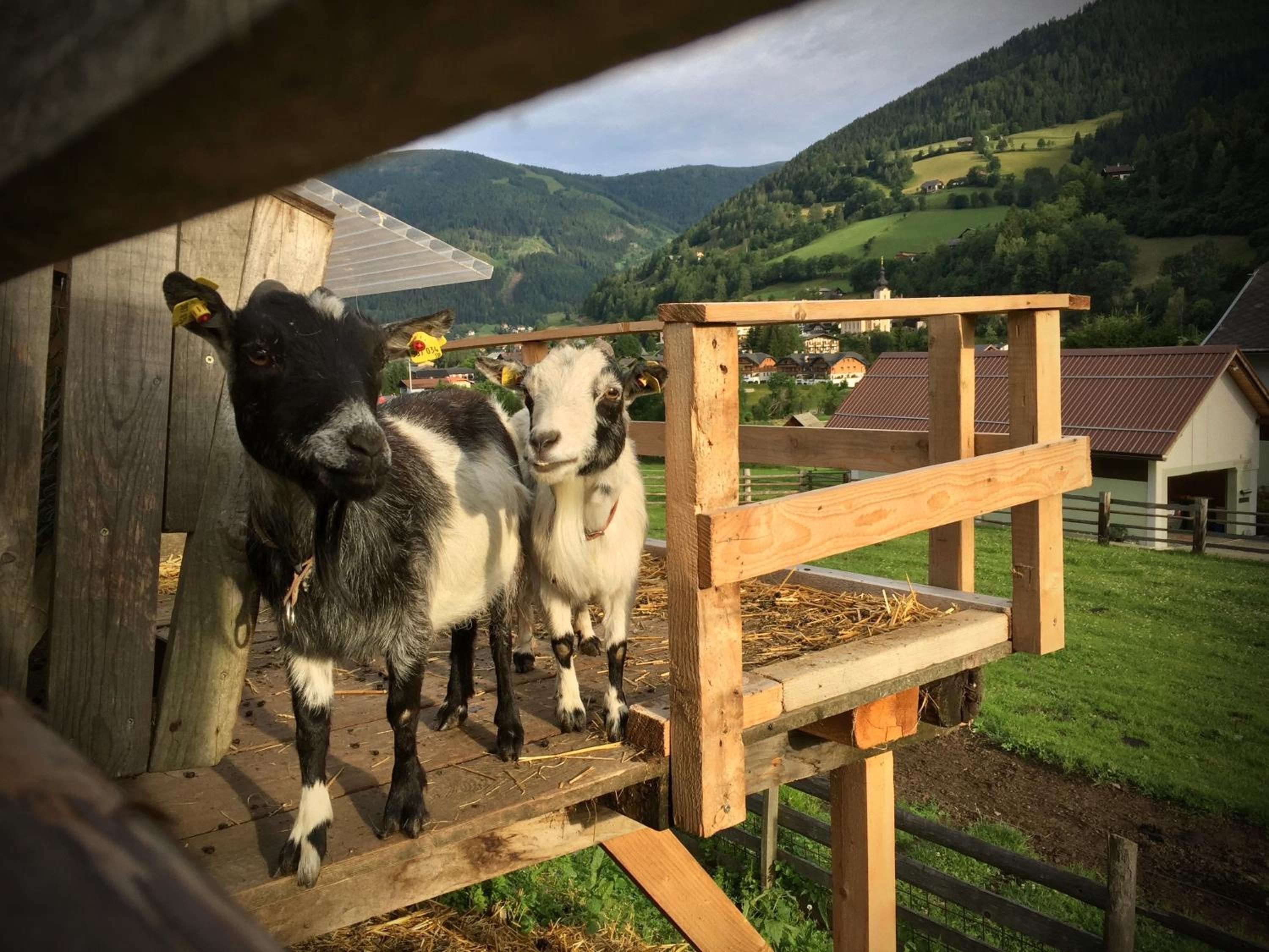 Bad Kleinkirchheim Bio Naturhof Ottingerhof