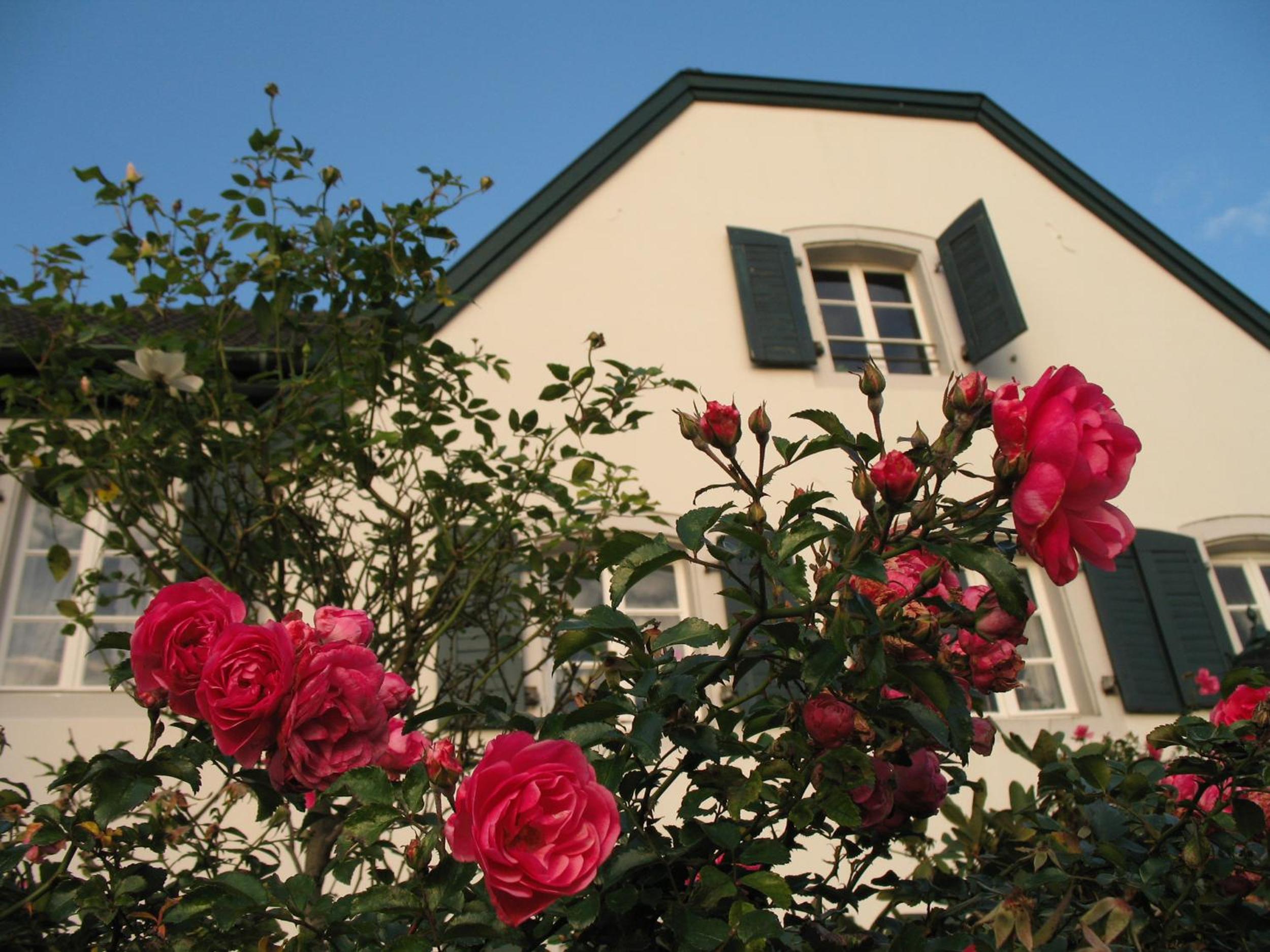 Rhein River Guesthouse - direkt am Rhein