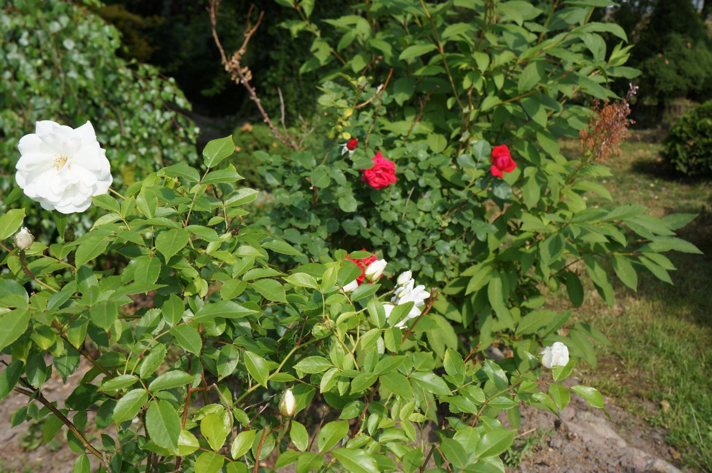 Photo 31