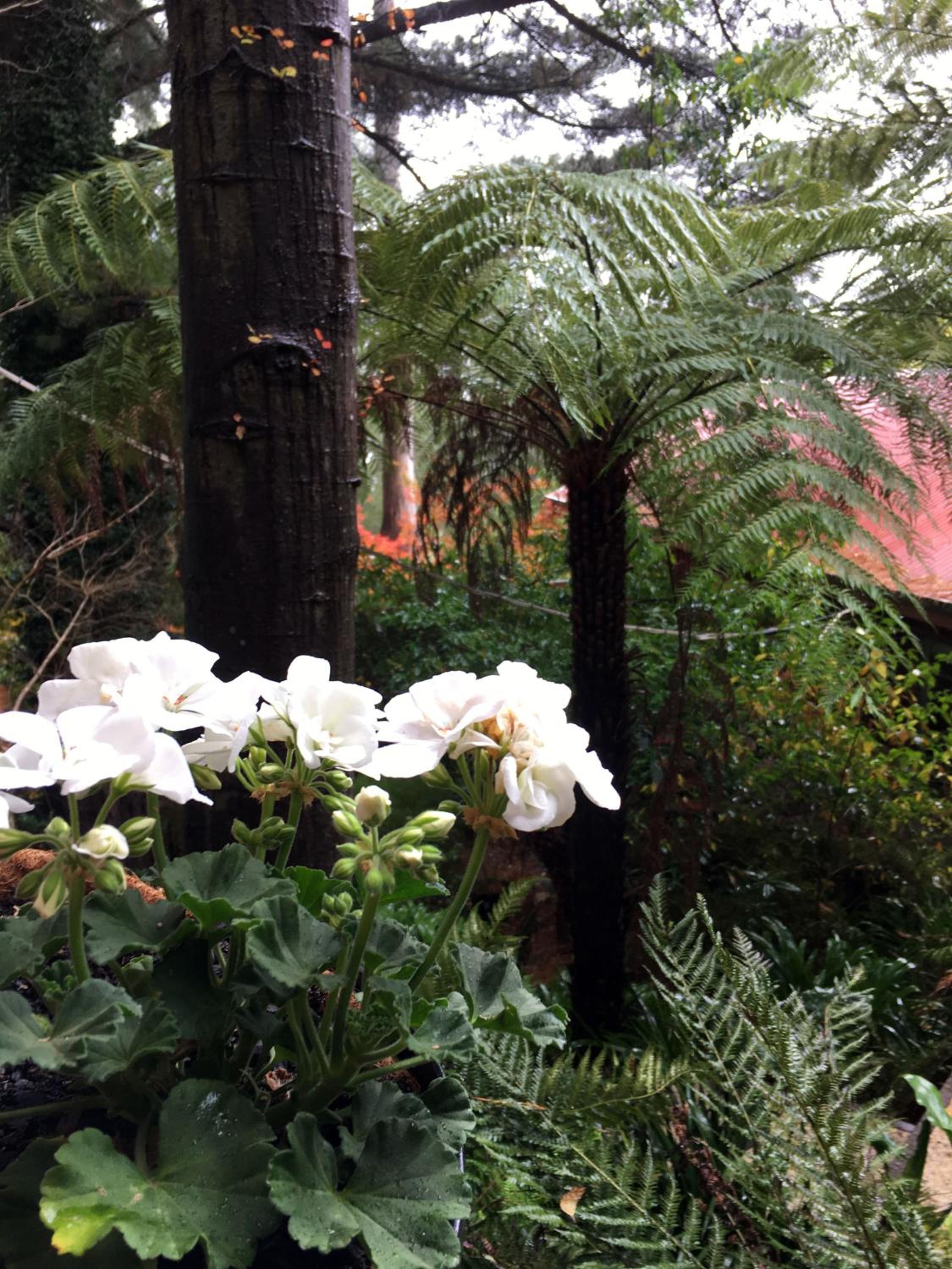 Wild Orchid Olinda Private Luxury Cottage