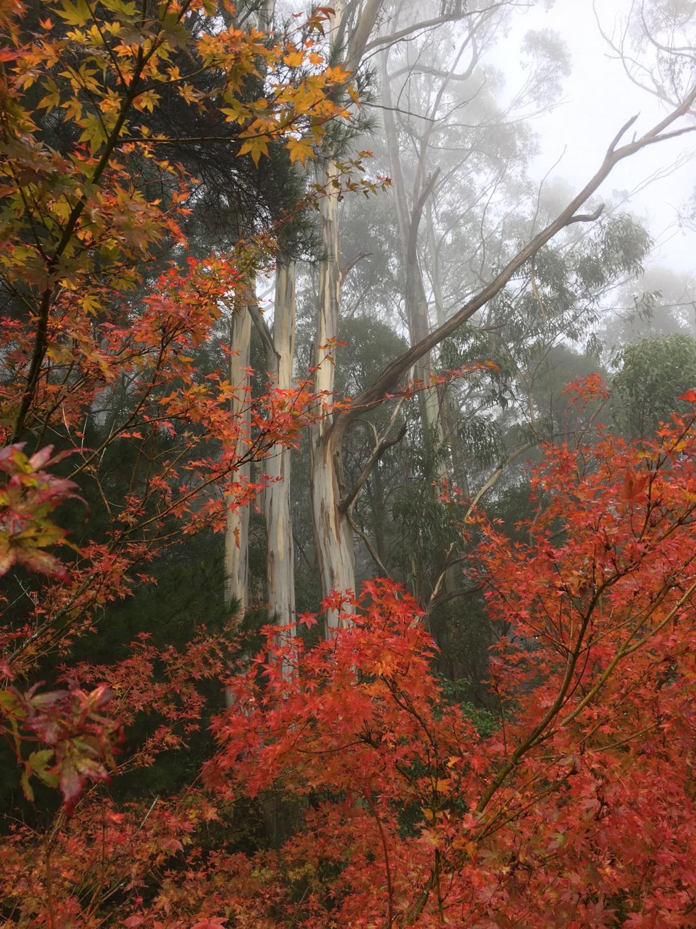 Wild Orchid Olinda Private Luxury Cottage