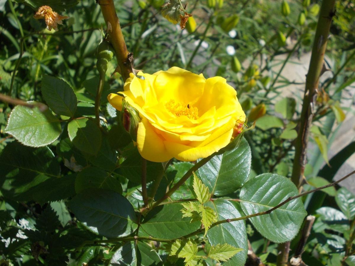Photo 26