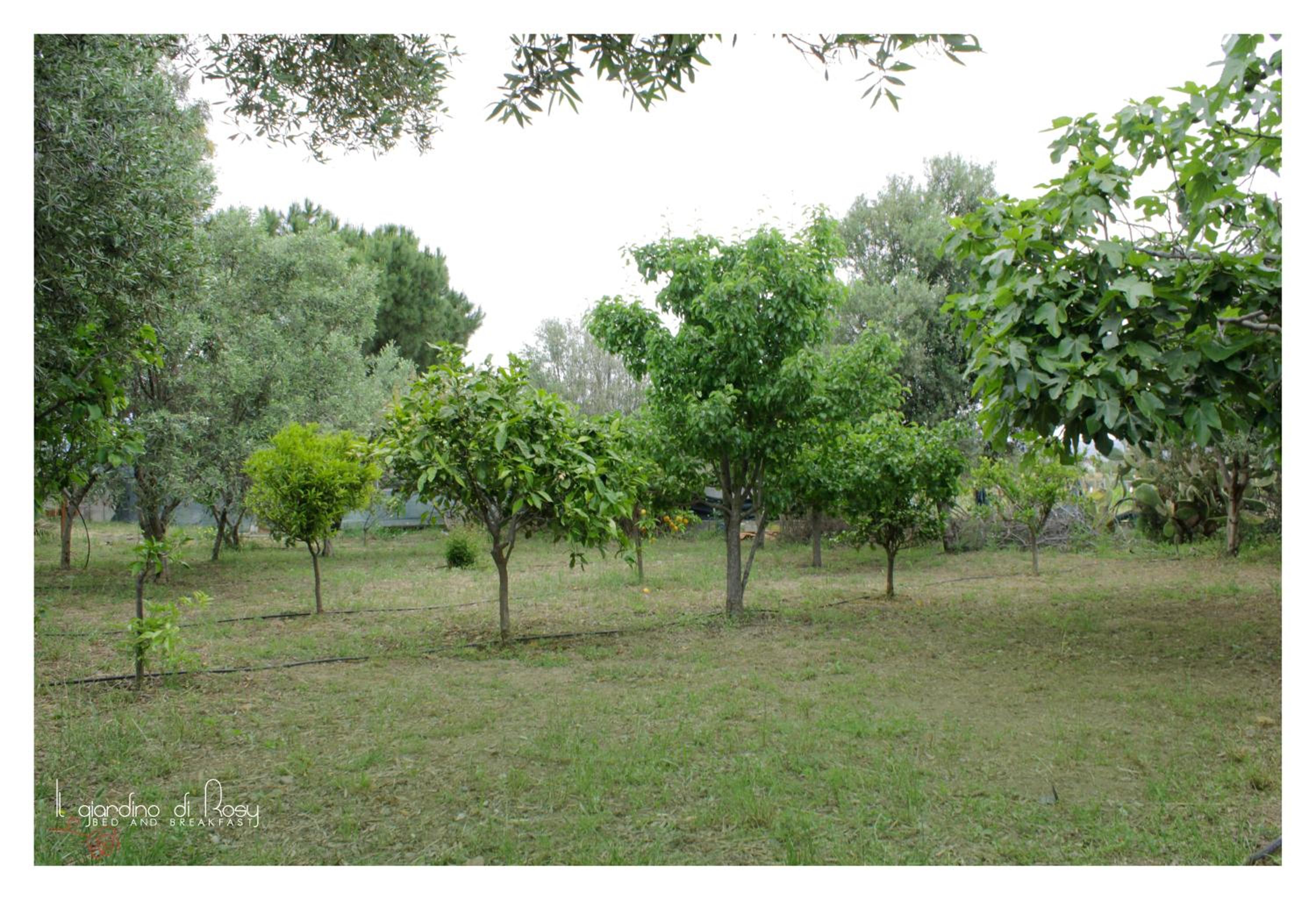 Il giardino di Rosy view 5