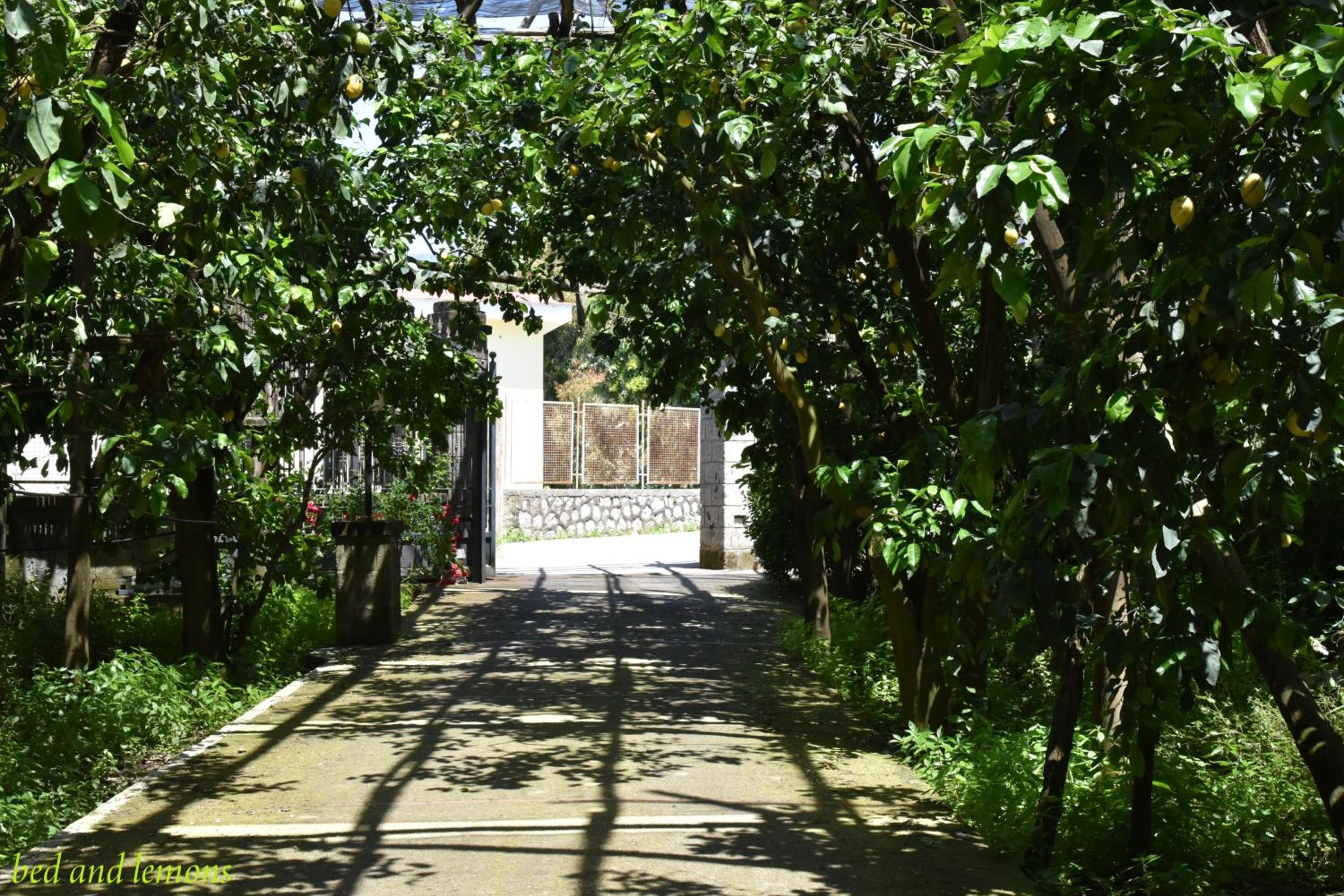 Photo 42