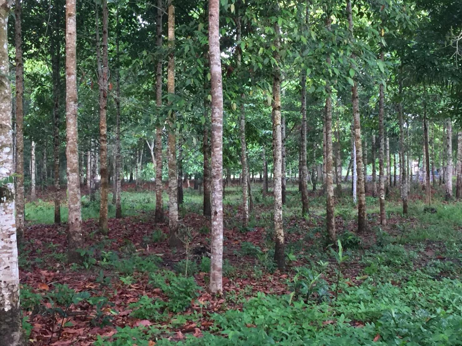 Cozycomo Chanthaburi