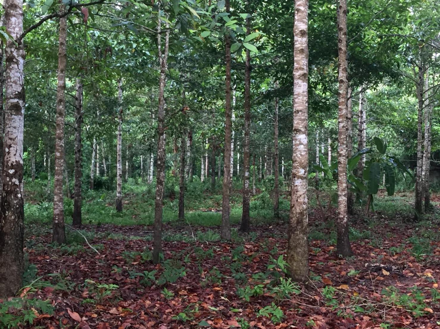 Cozycomo Chanthaburi