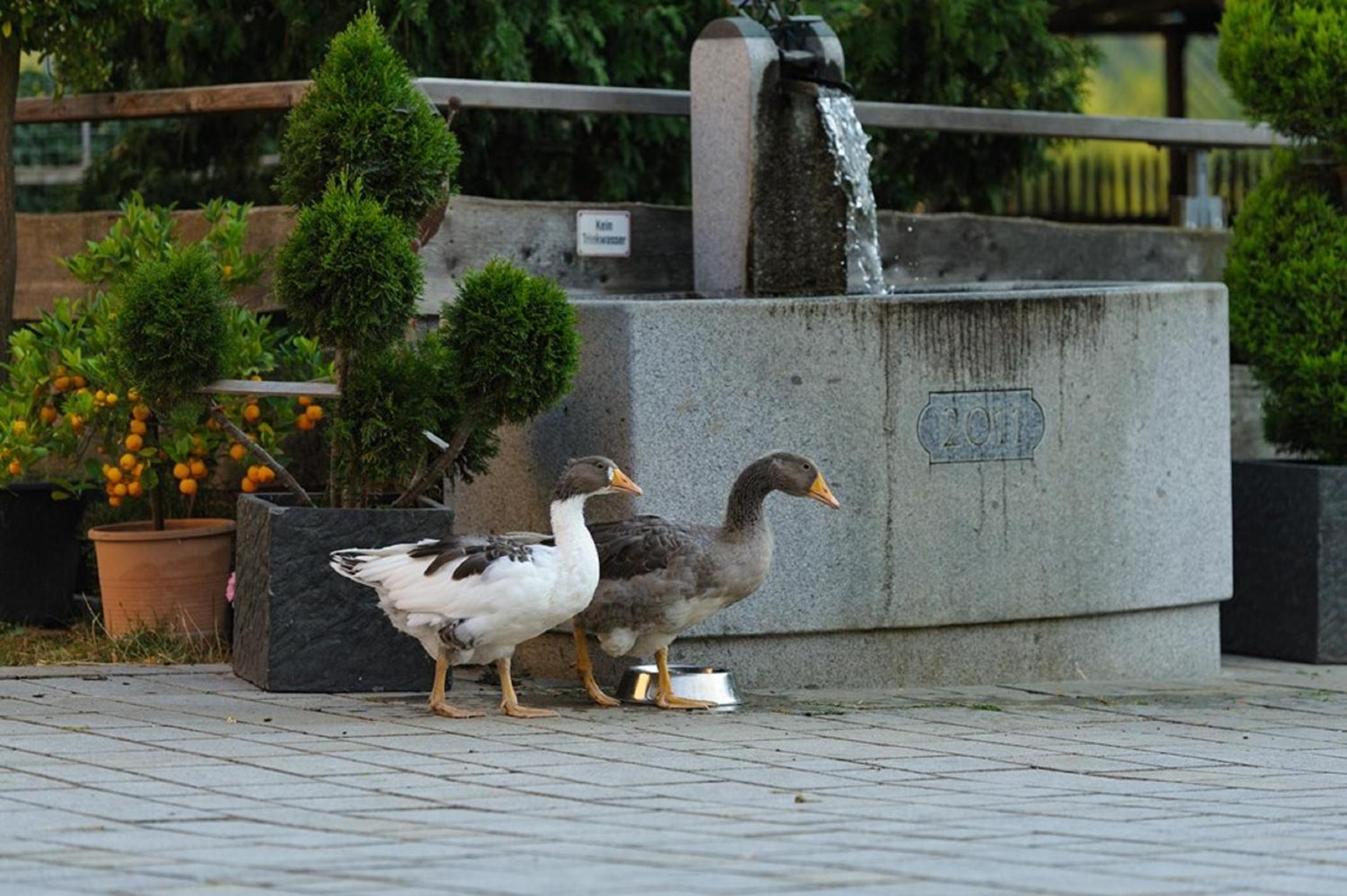 Urlaub am Regen – Ferienhof Dirnberger