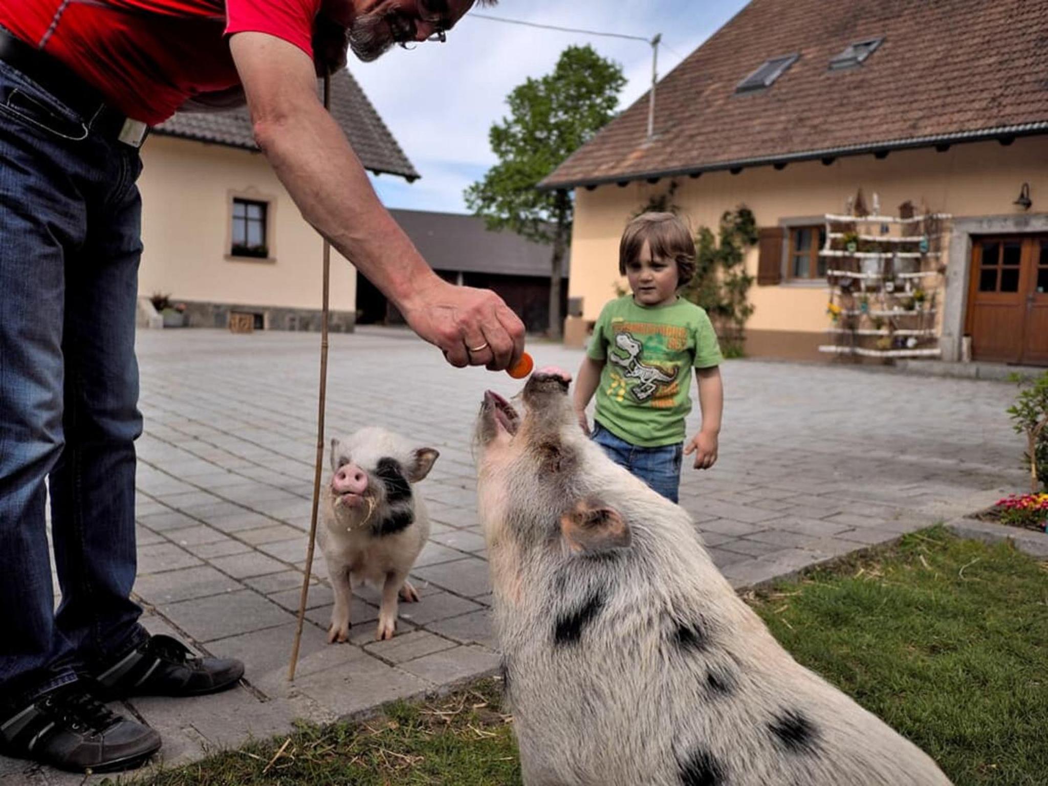 Urlaub am Regen – Ferienhof Dirnberger