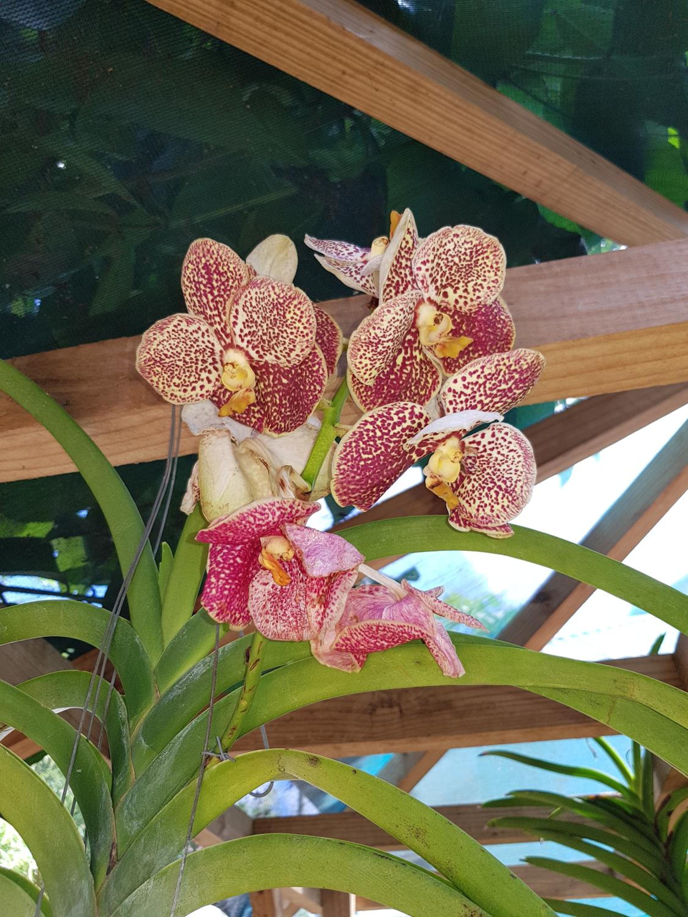 Island Bungalow photo 5