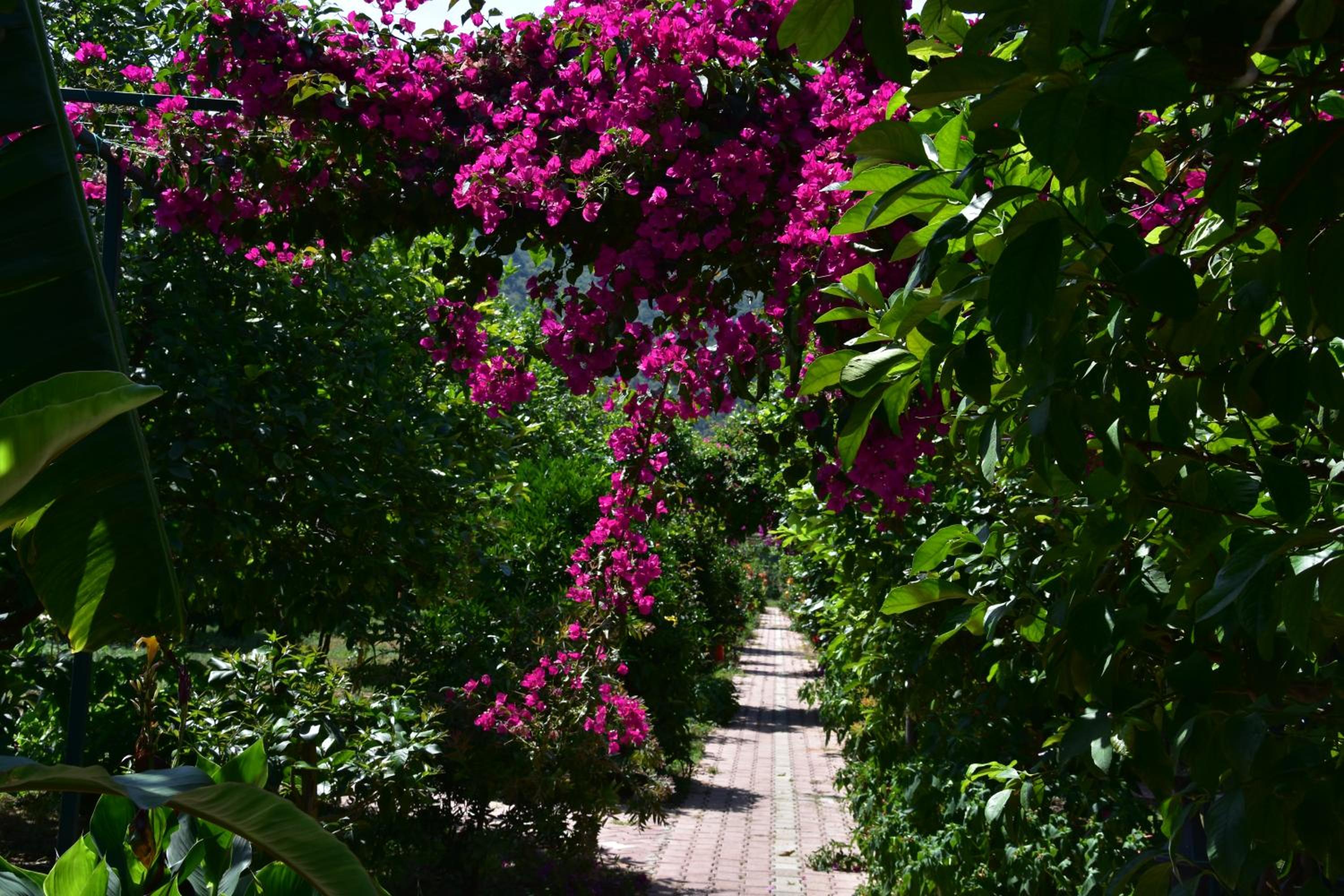 Lemon Garden Lodge