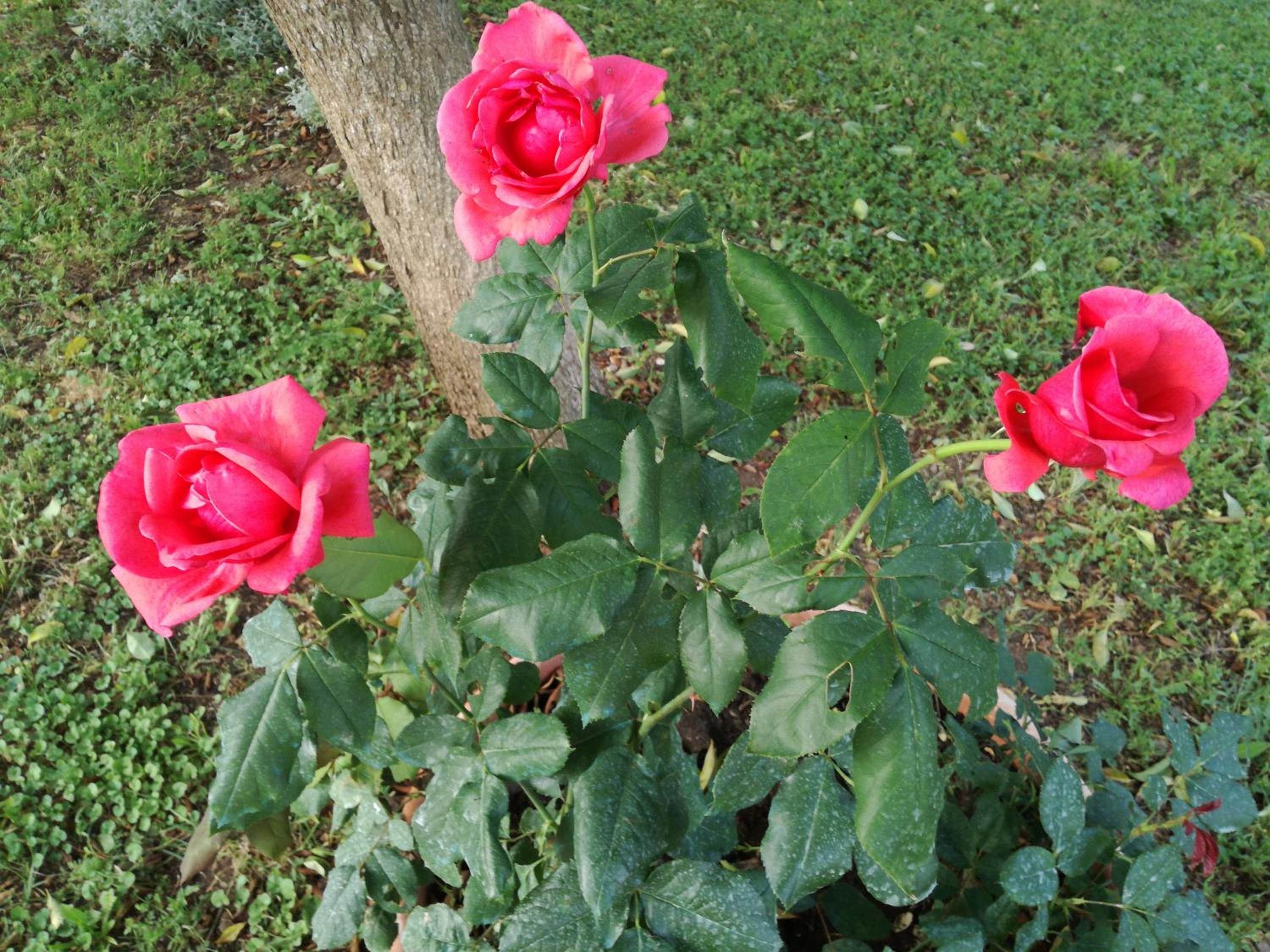 Photo 36