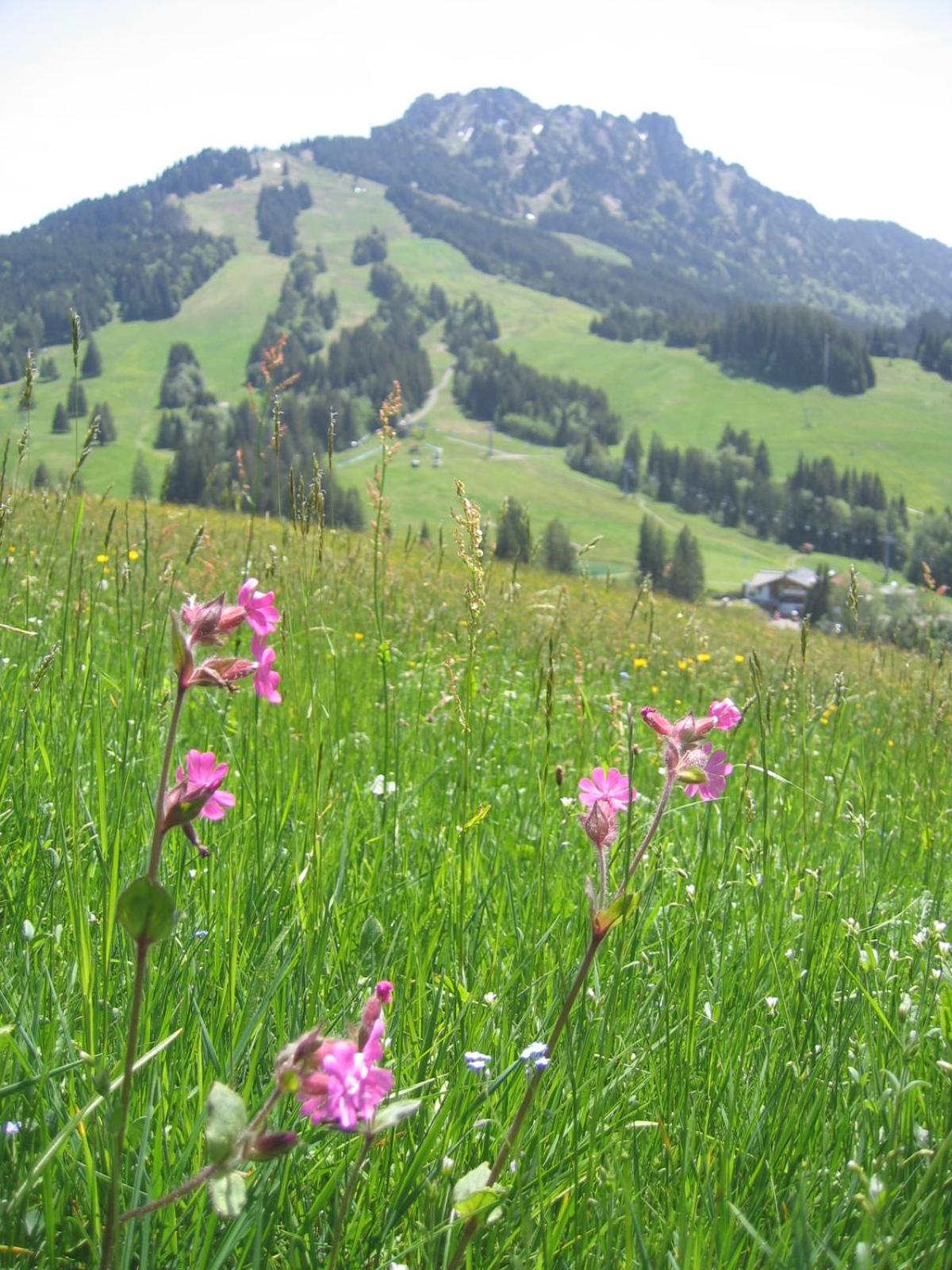 Apart Wehrmeister