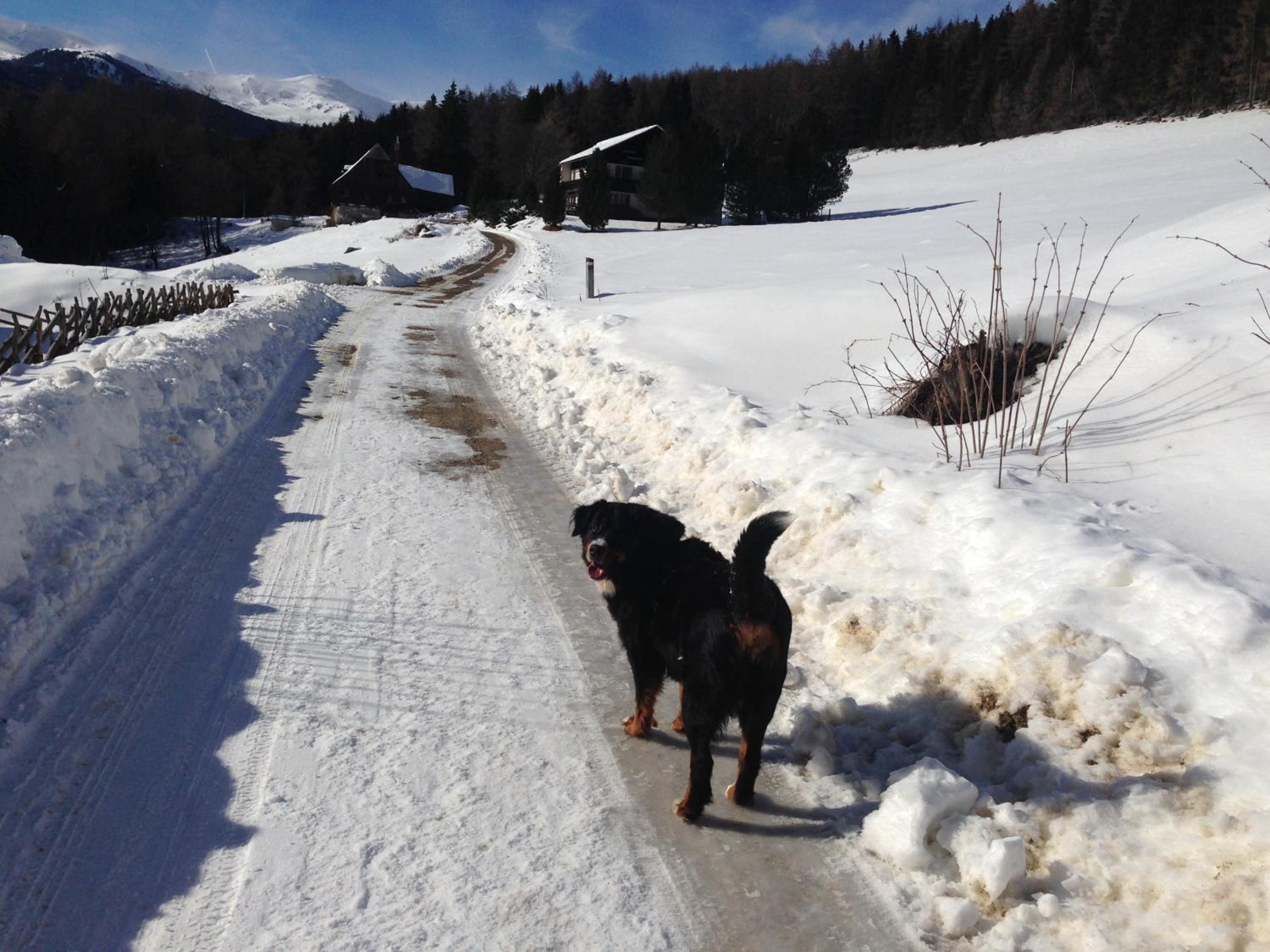Urlaub im Zirbenland