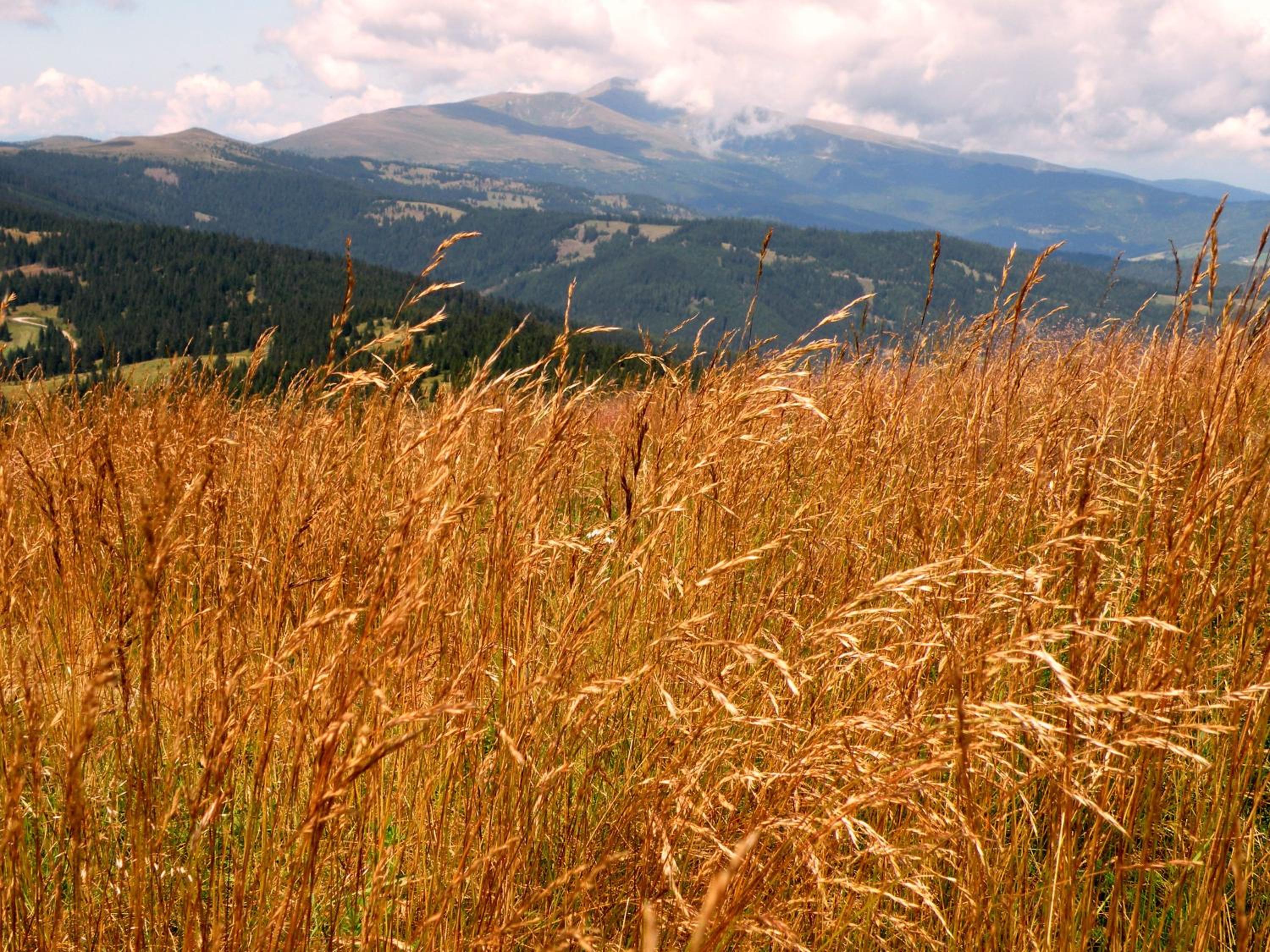 Urlaub im Zirbenland
