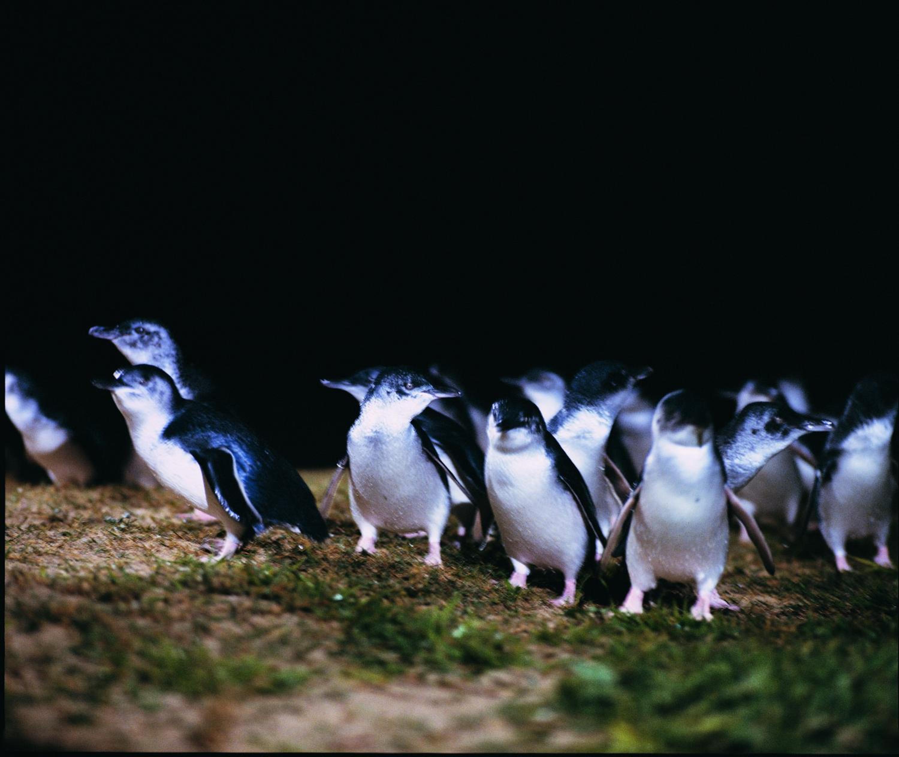 BIG4 Ingenia Holidays Phillip Island