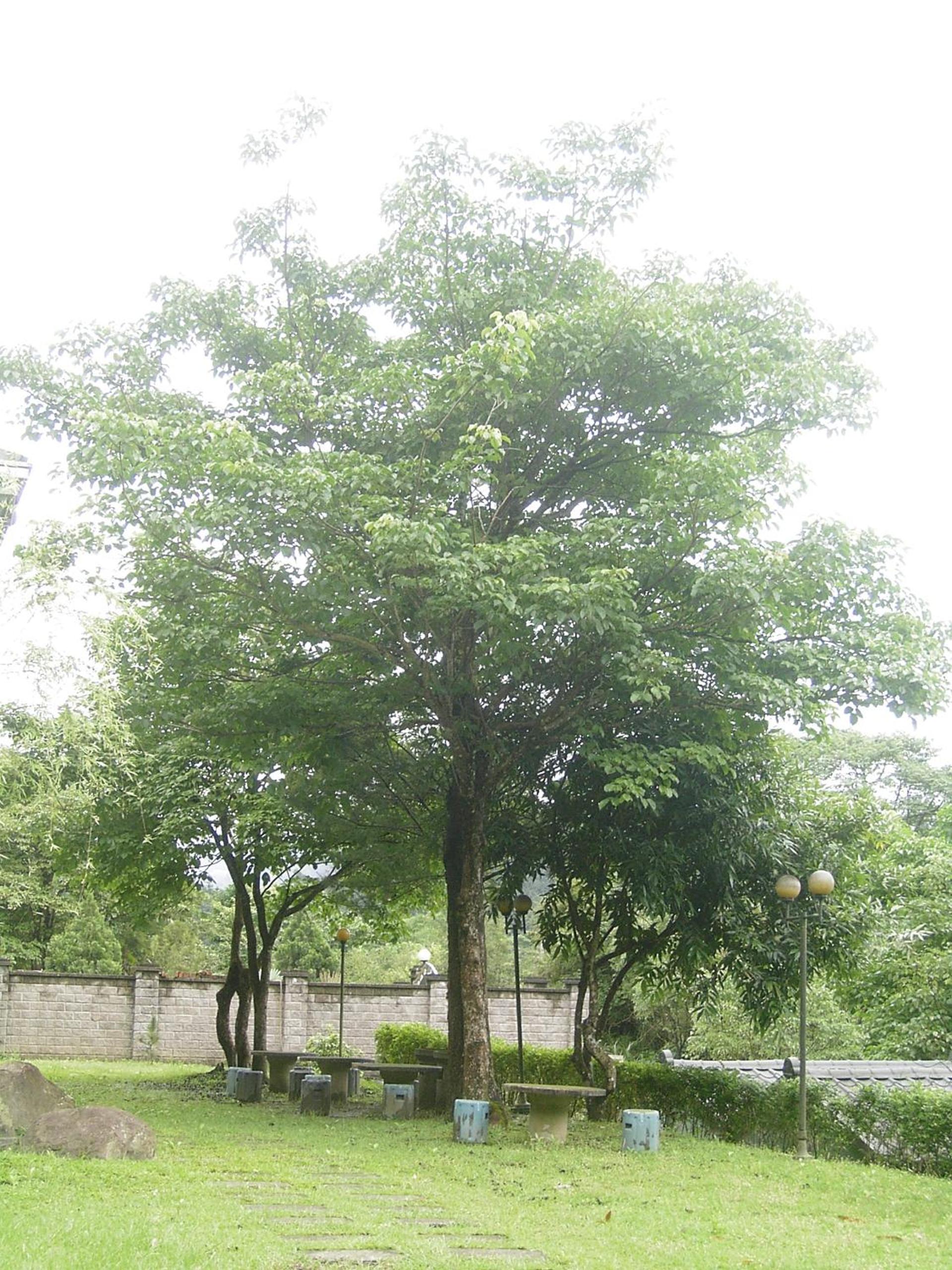 Photo 36