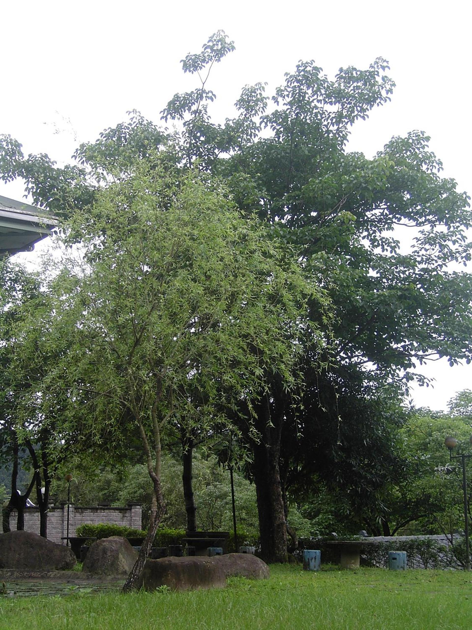 Photo 35